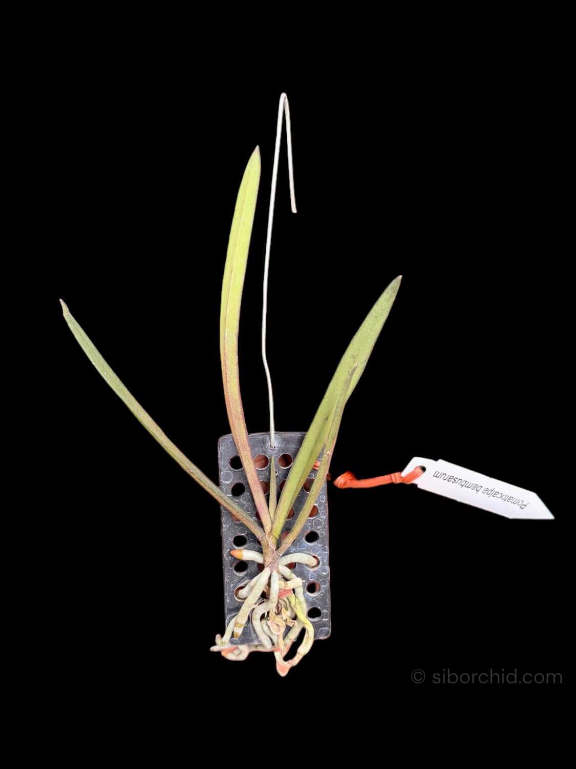 Pomatocalpa bambusarum (Bamboo Orchid) - Pomatocalpa bambusarum (Bamboo Orchid)