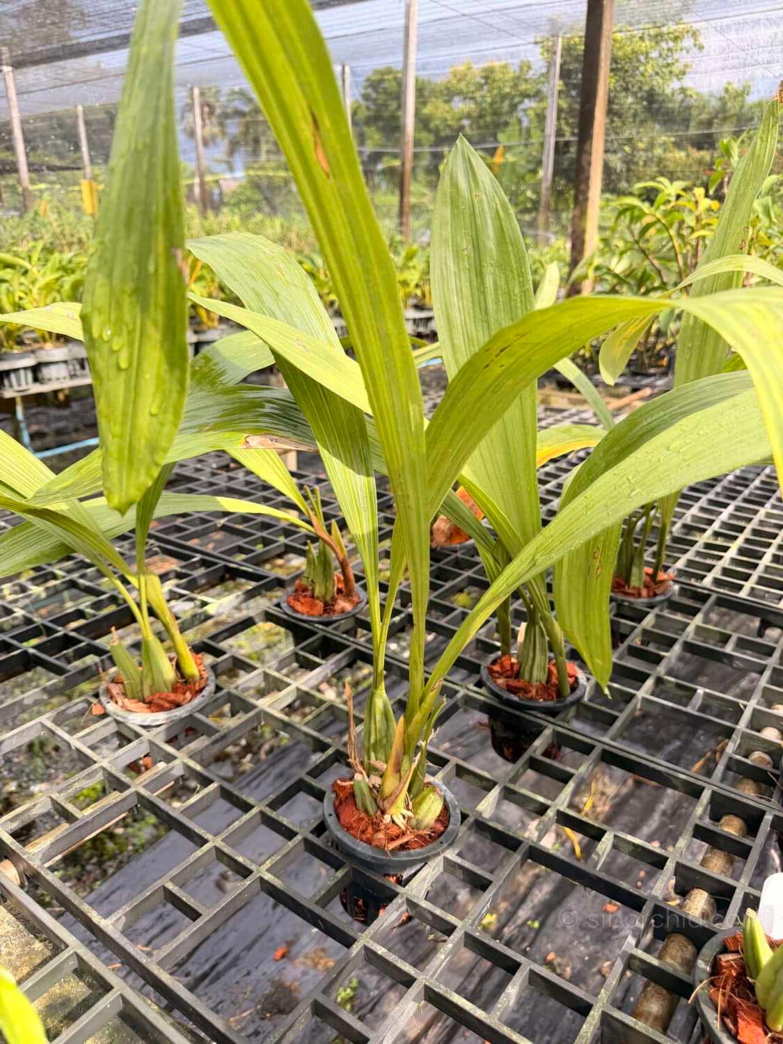 Coelogyne asperata