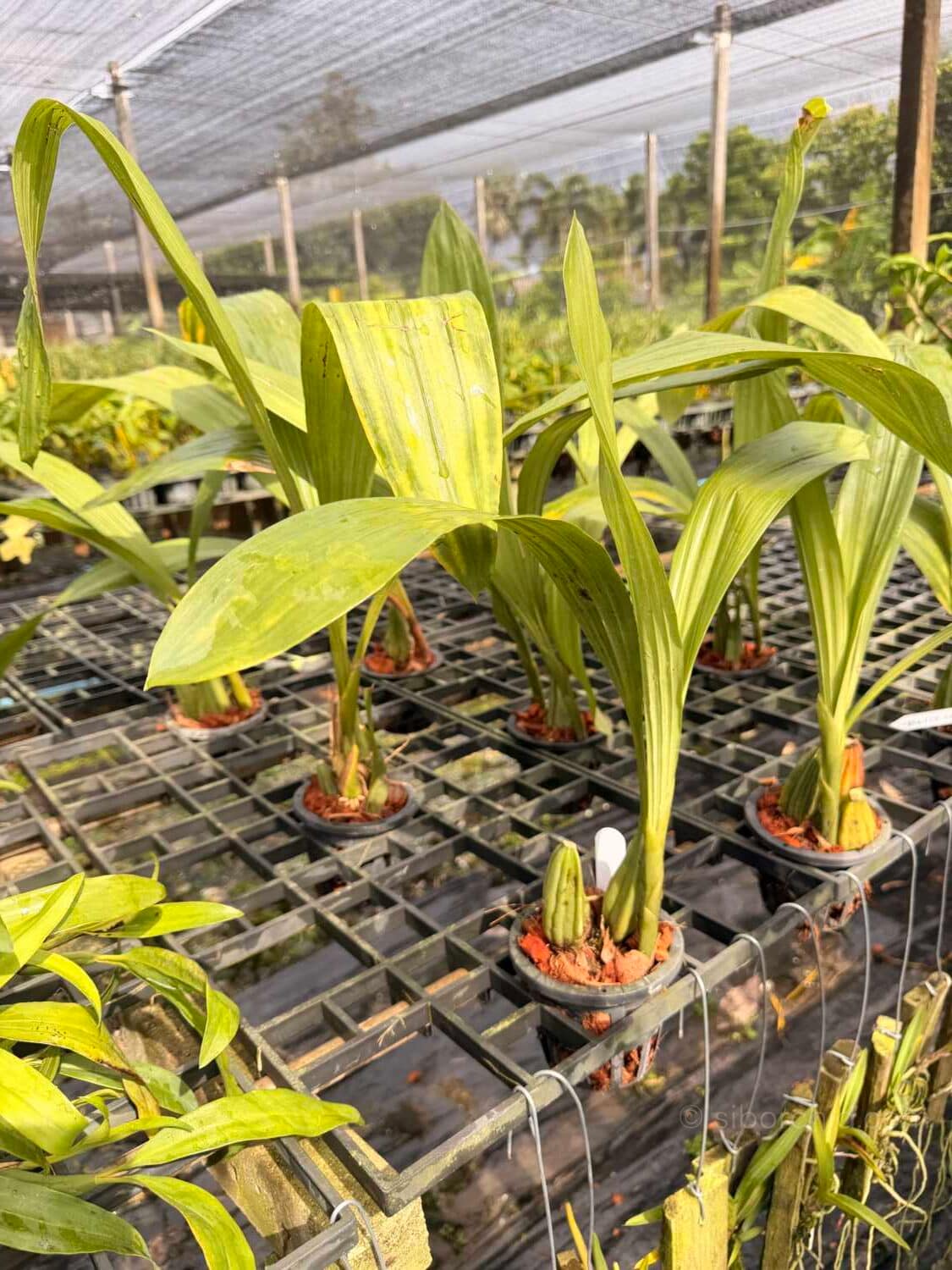 Coelogyne asperata