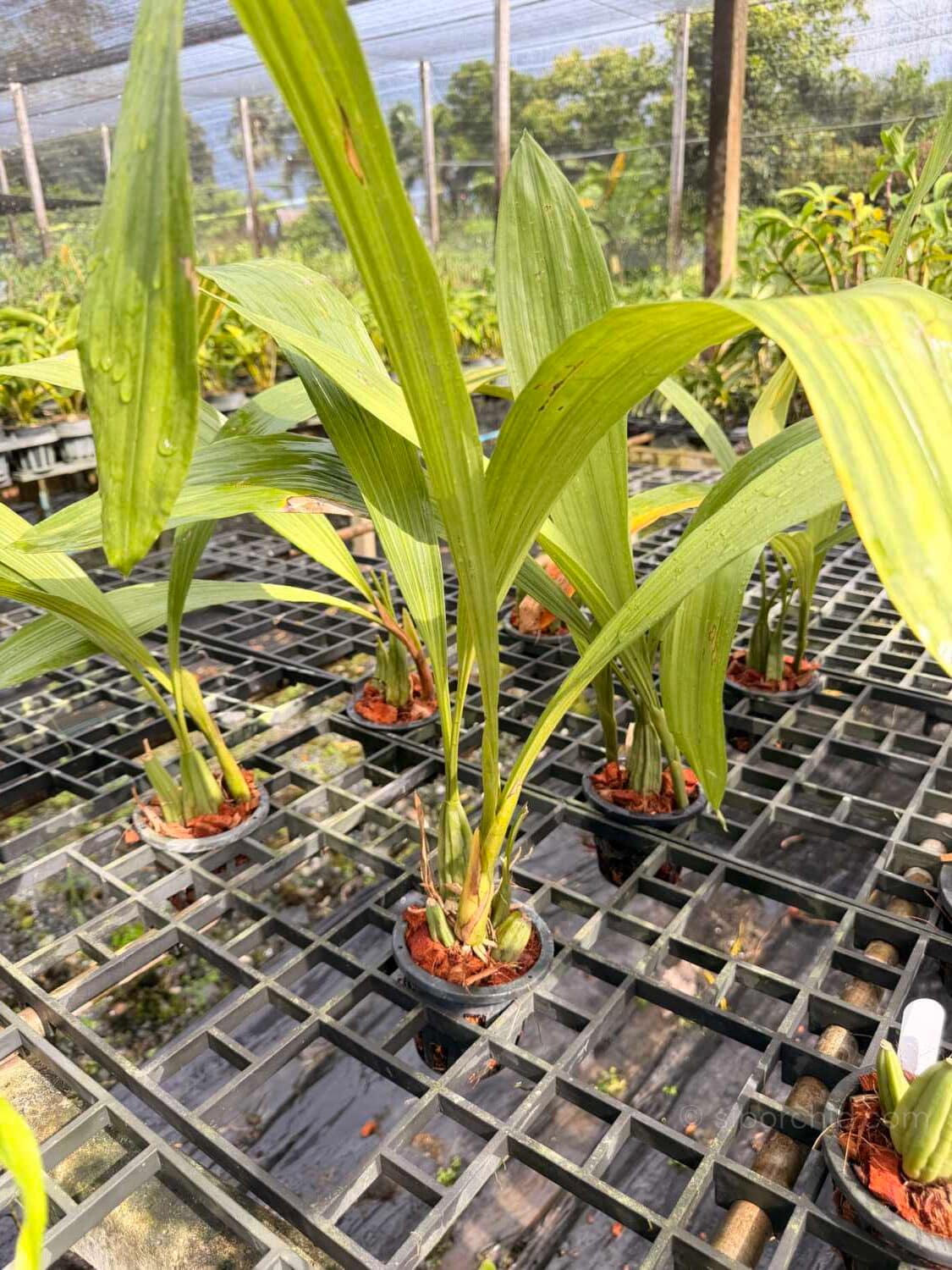 Coelogyne asperata