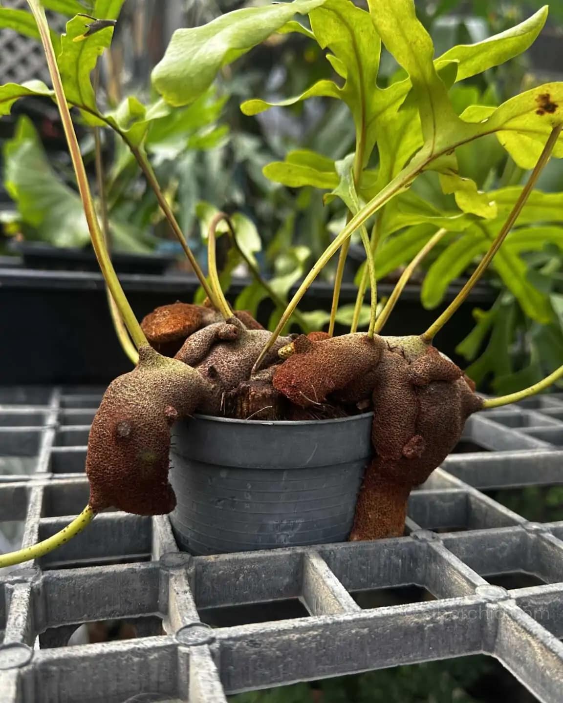 Lecanopteris sp. – Ant Fern (Rhizome Form) Large - Lecanopteris sp. – Ant Fern