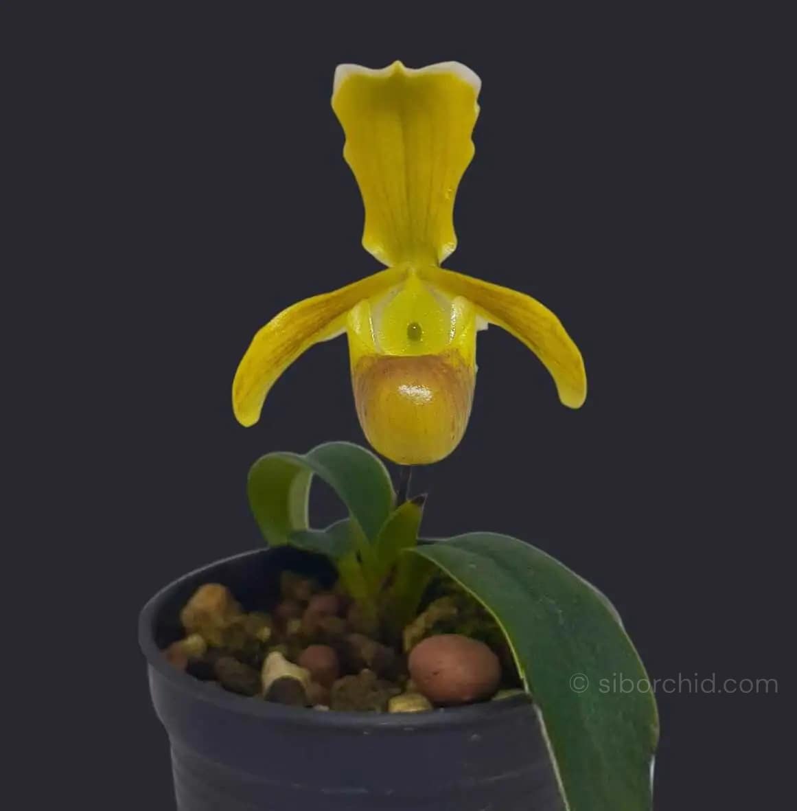 Paphiopedilum helenae