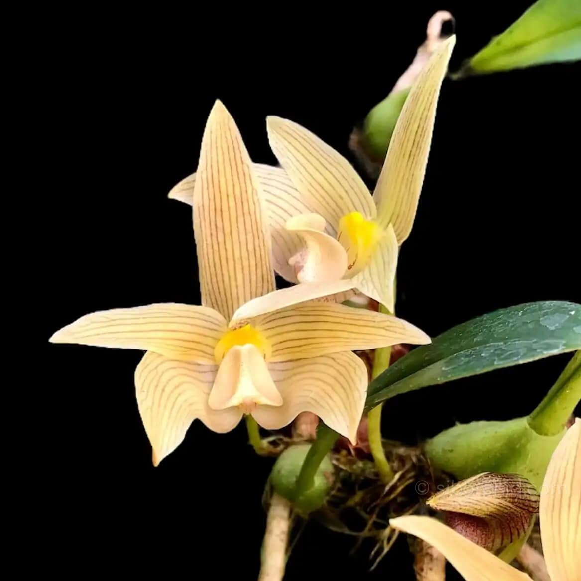 Bulbophyllum siamensis - Thai orchid siborchid Bulbophyllum siamensis