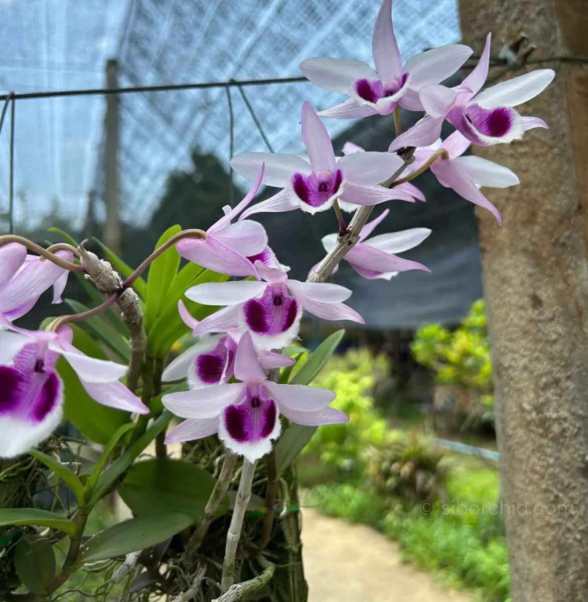 Dendrobium anosmum 4N (Selection) - Image 4
