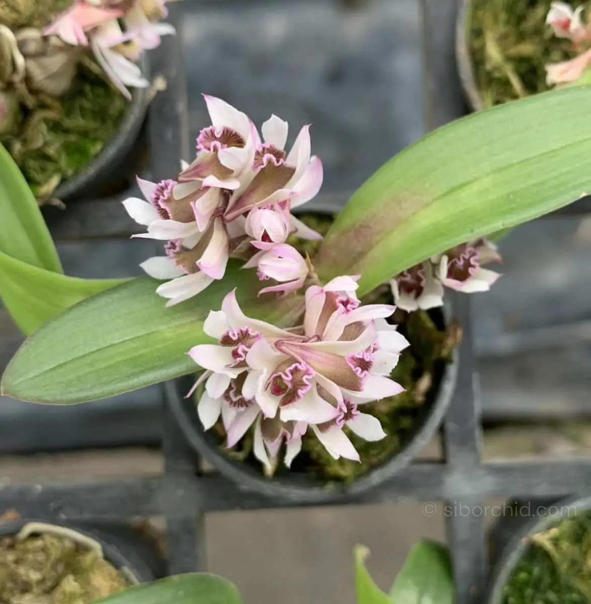 Dendrobium peguanum - Dendrobium peguanum