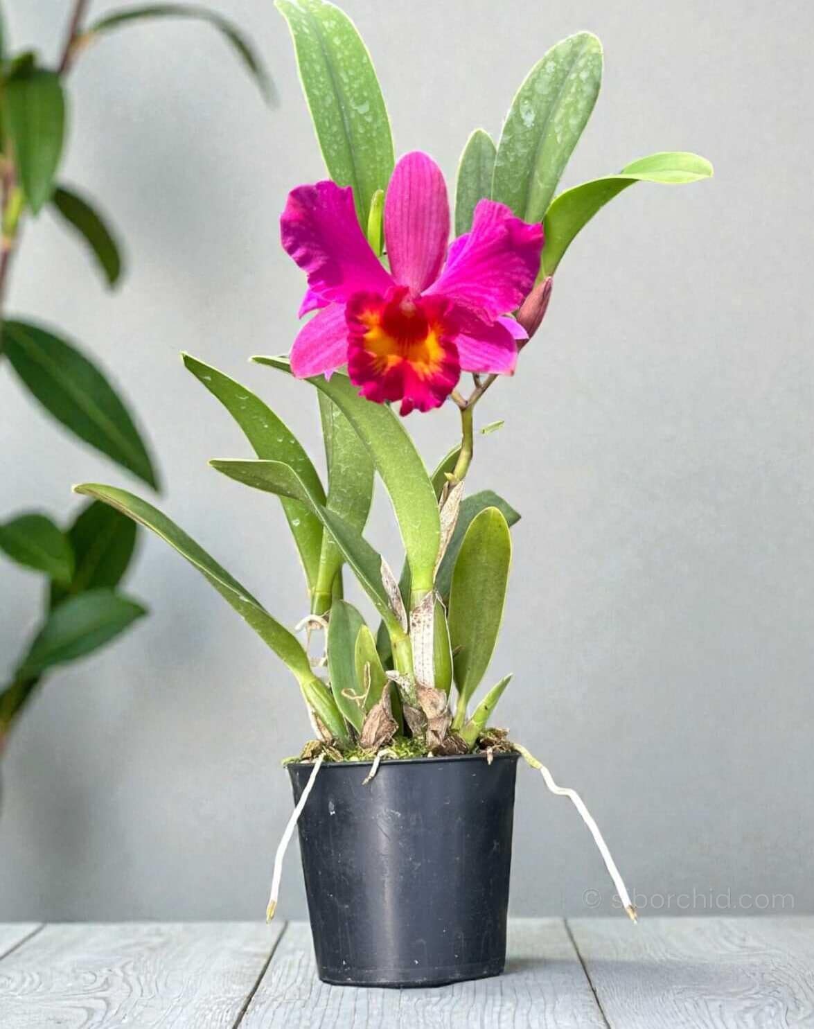Cattleya Slc. Love Castle ‘Happiness’ near blooming size orchid in 2 inch pot