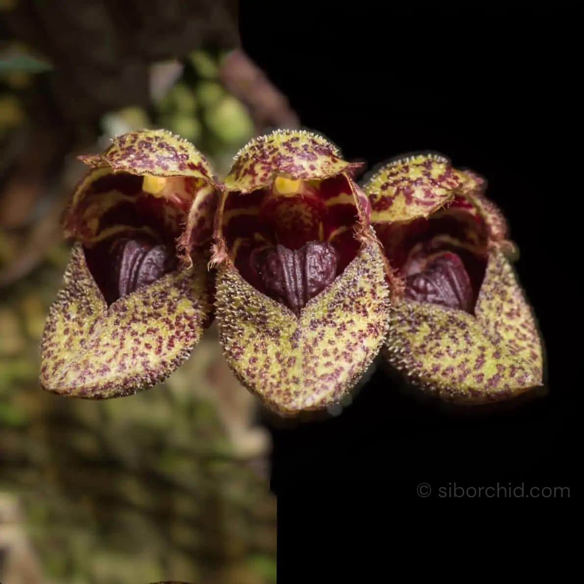 Bulbophyllum frostii - bulbophyllum-frostii-species-orchid