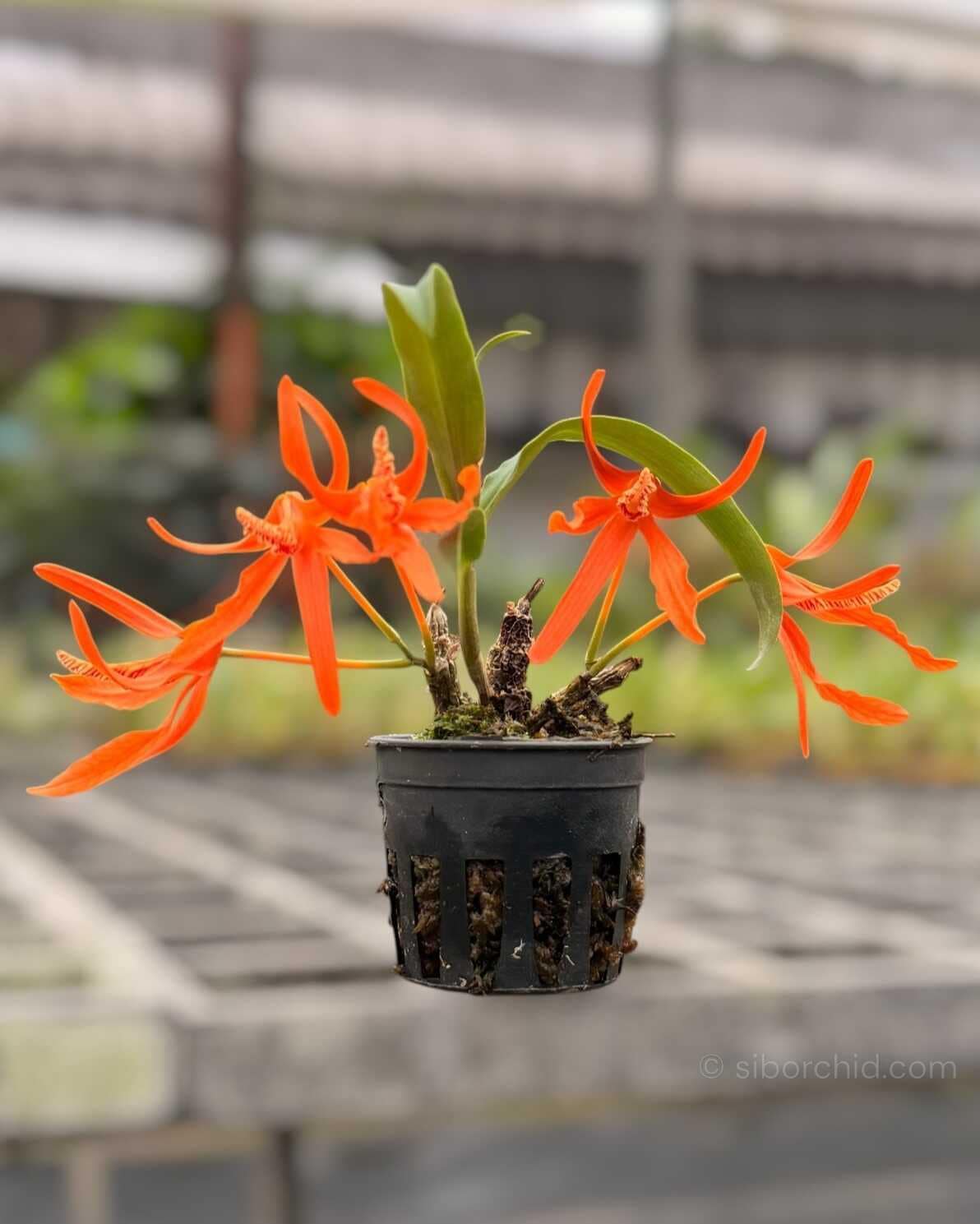Dendrobium lamyaiae - Dendrobium lamyaiae - Image 8