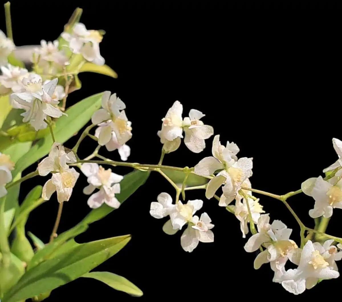 Oncidium Twinkle - Image 4