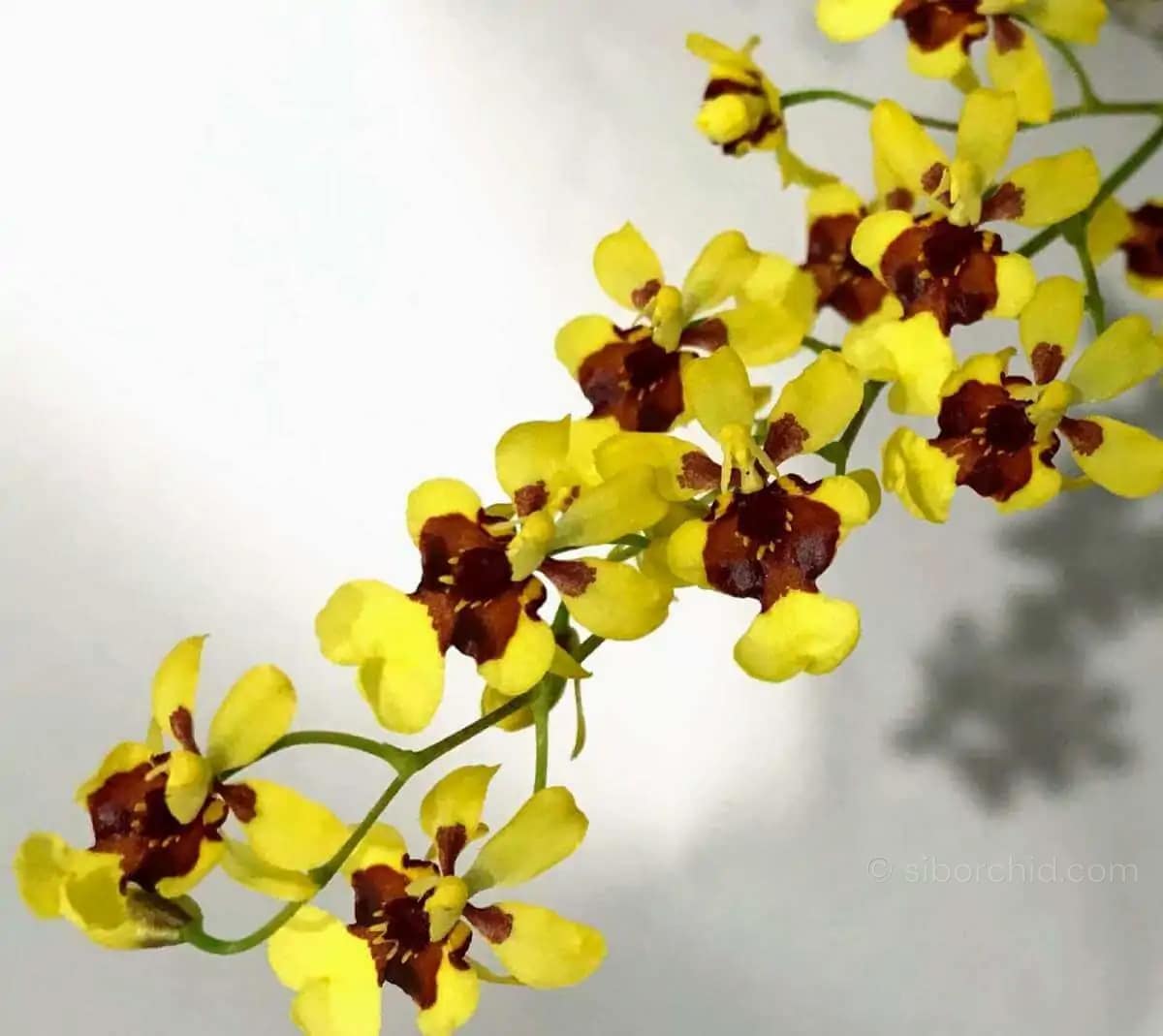 Oncidium Twinkle - Image 7