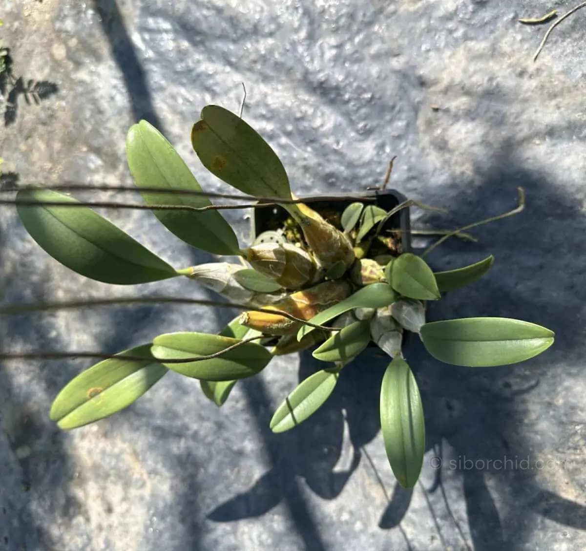 Dendrobium lindleyi (Blooming Size) - dendrobium lindleyi for sale