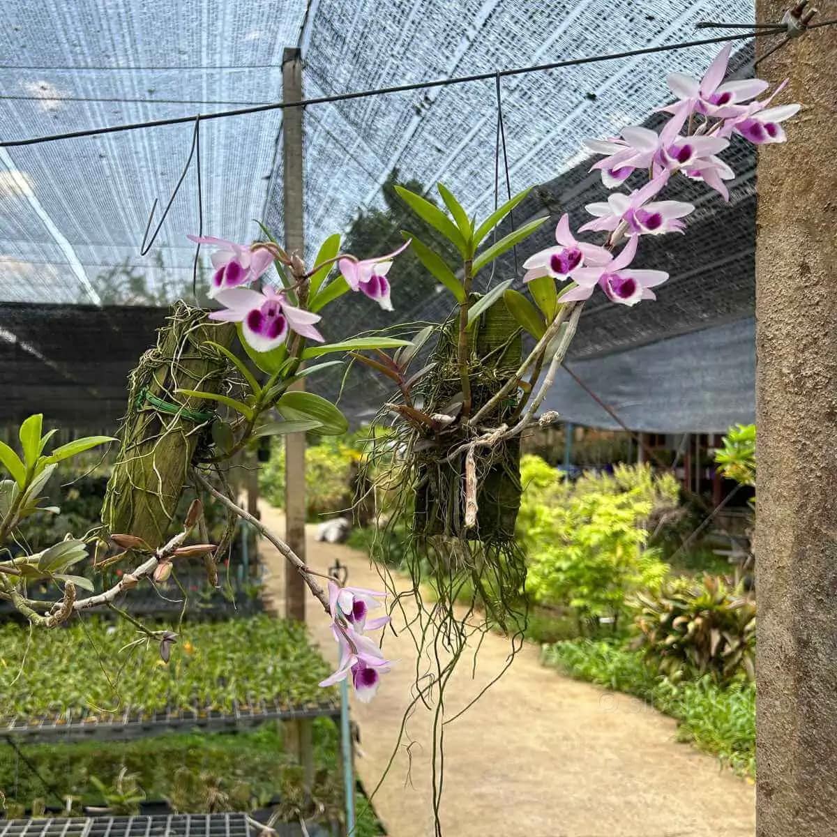 Dendrobium anosmum 4N (Selection) - Image 5