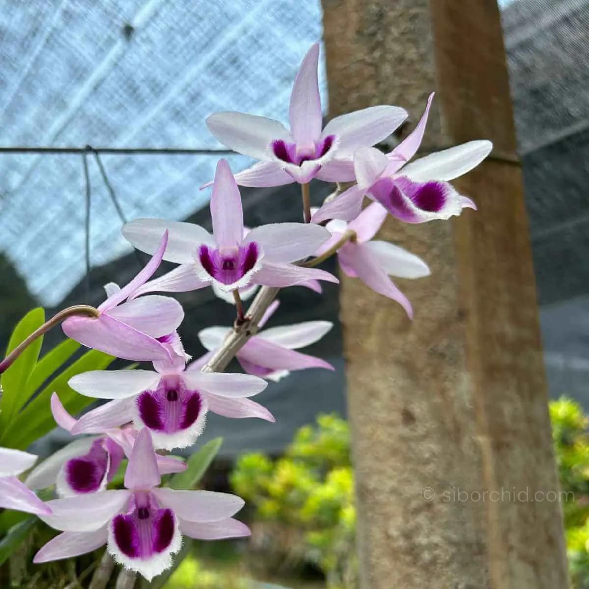 Dendrobium anosmum 4N (Selection) - Image 3