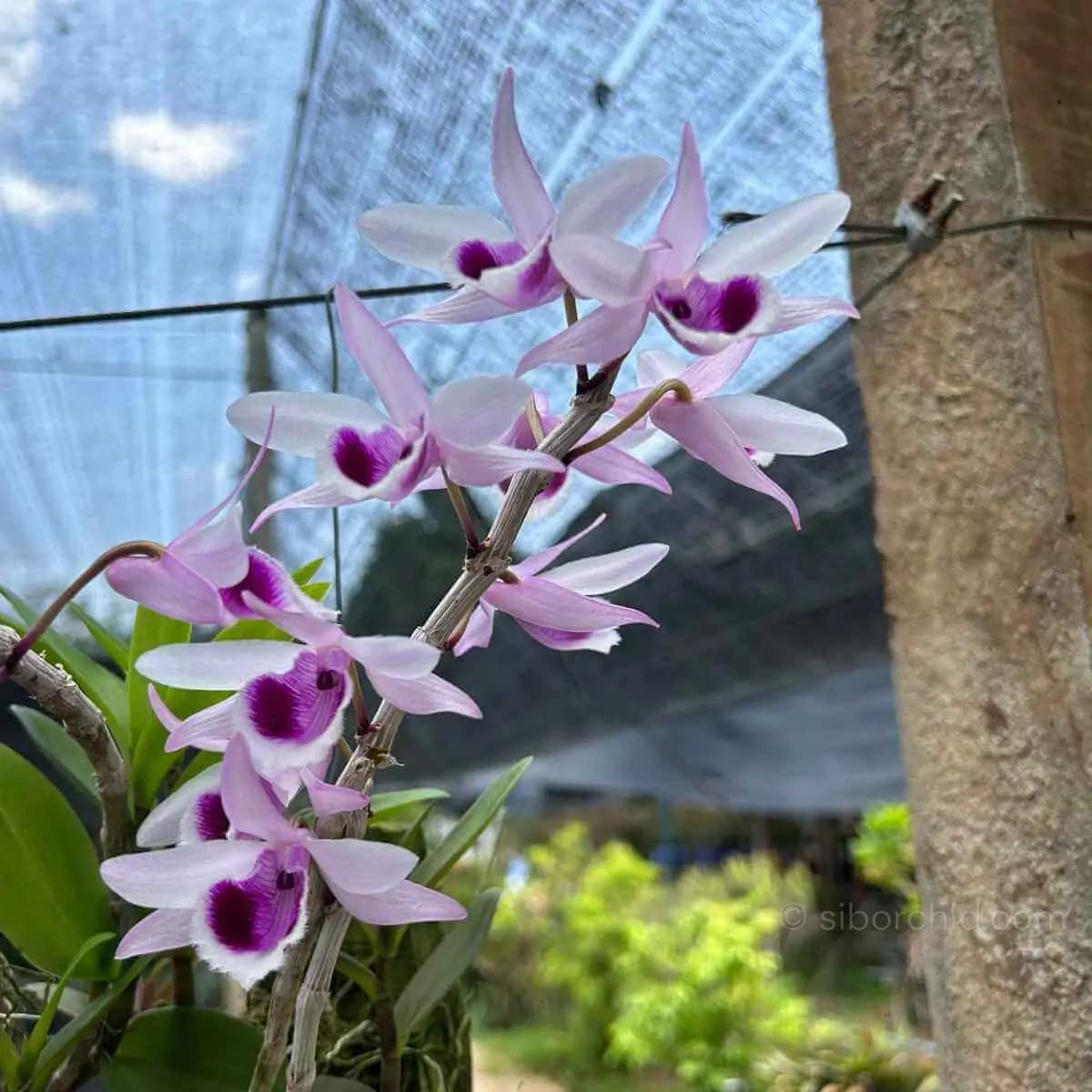 Dendrobium anosmum 4N (Selection) - Image 2