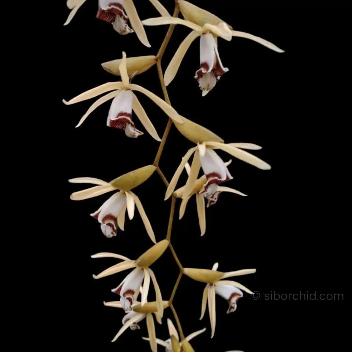 Coelogyne rochussenii