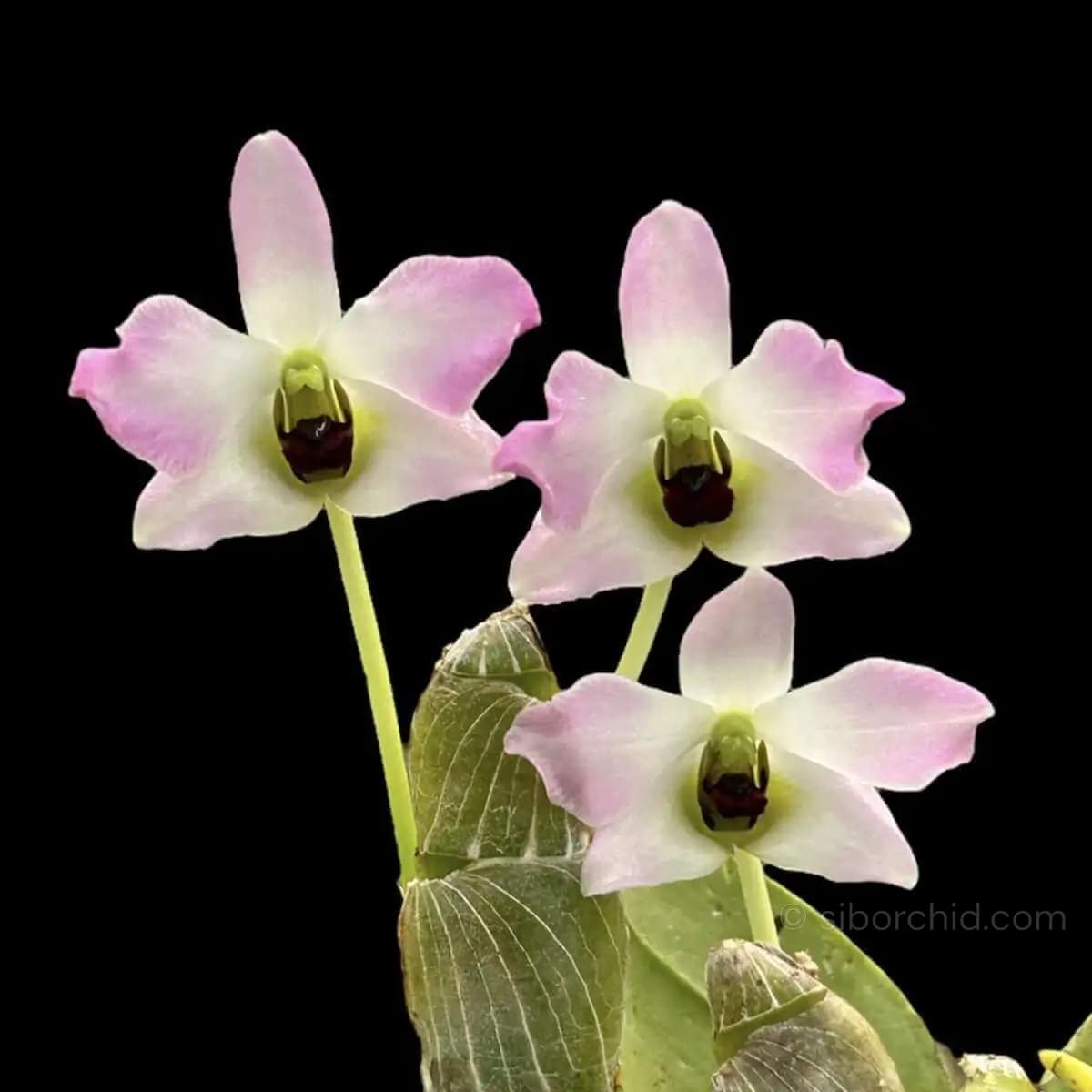 Dendrobium trantuanii Siborchid.com sib orchid