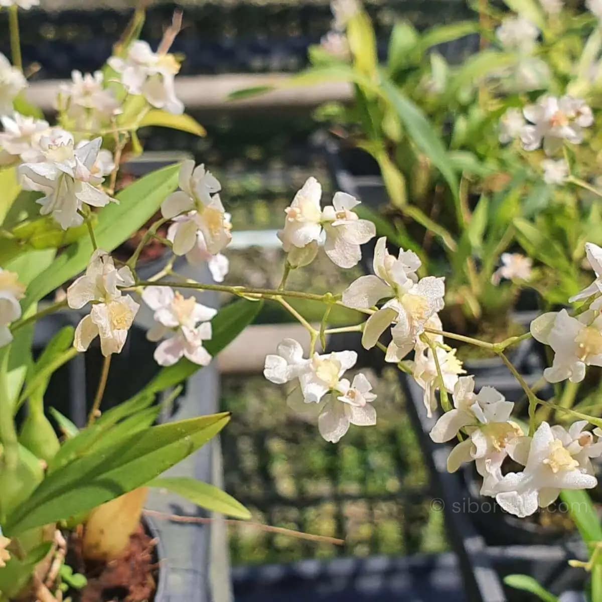 Oncidium Twinkle - Image 3