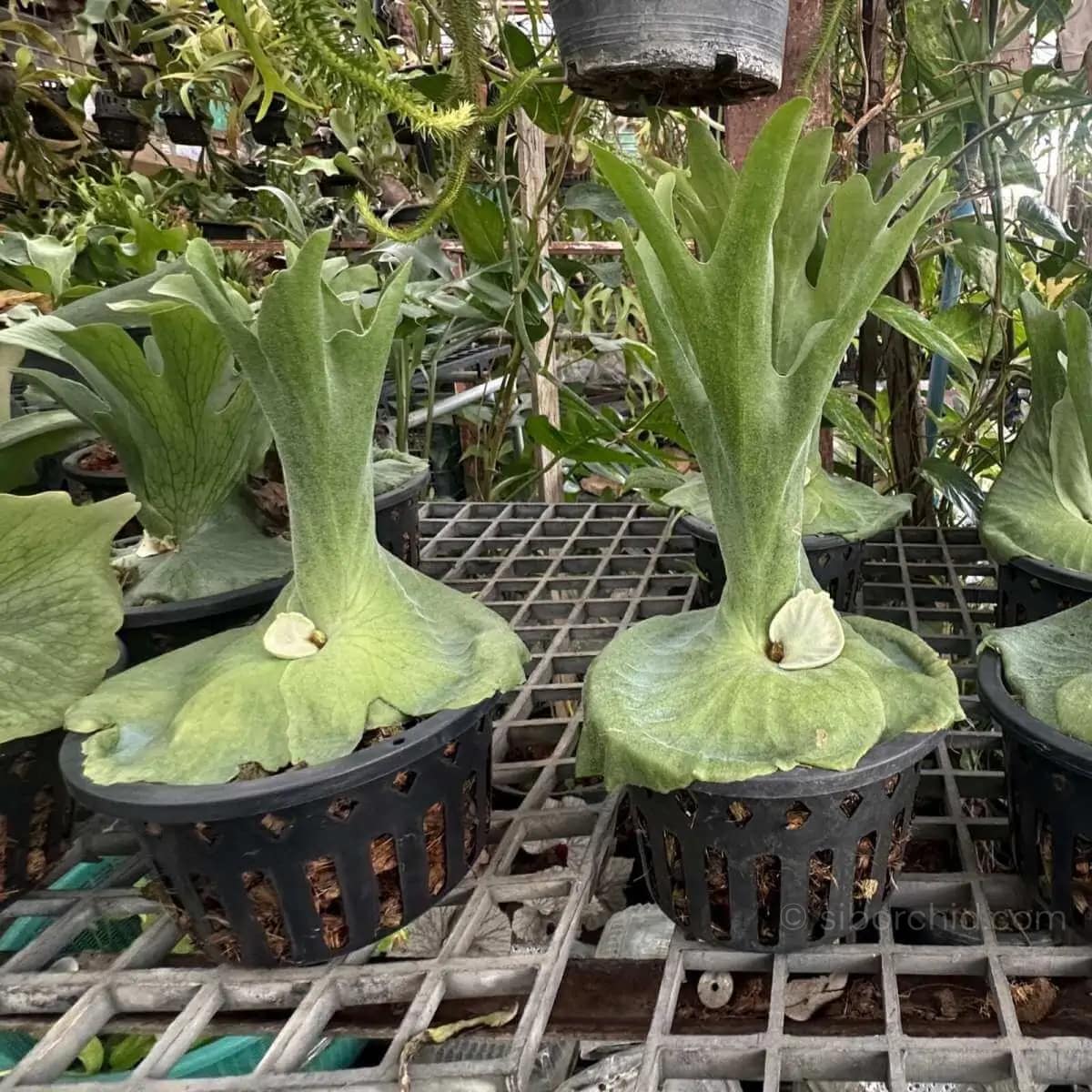 Platycerium grande - platycerium grande for sale