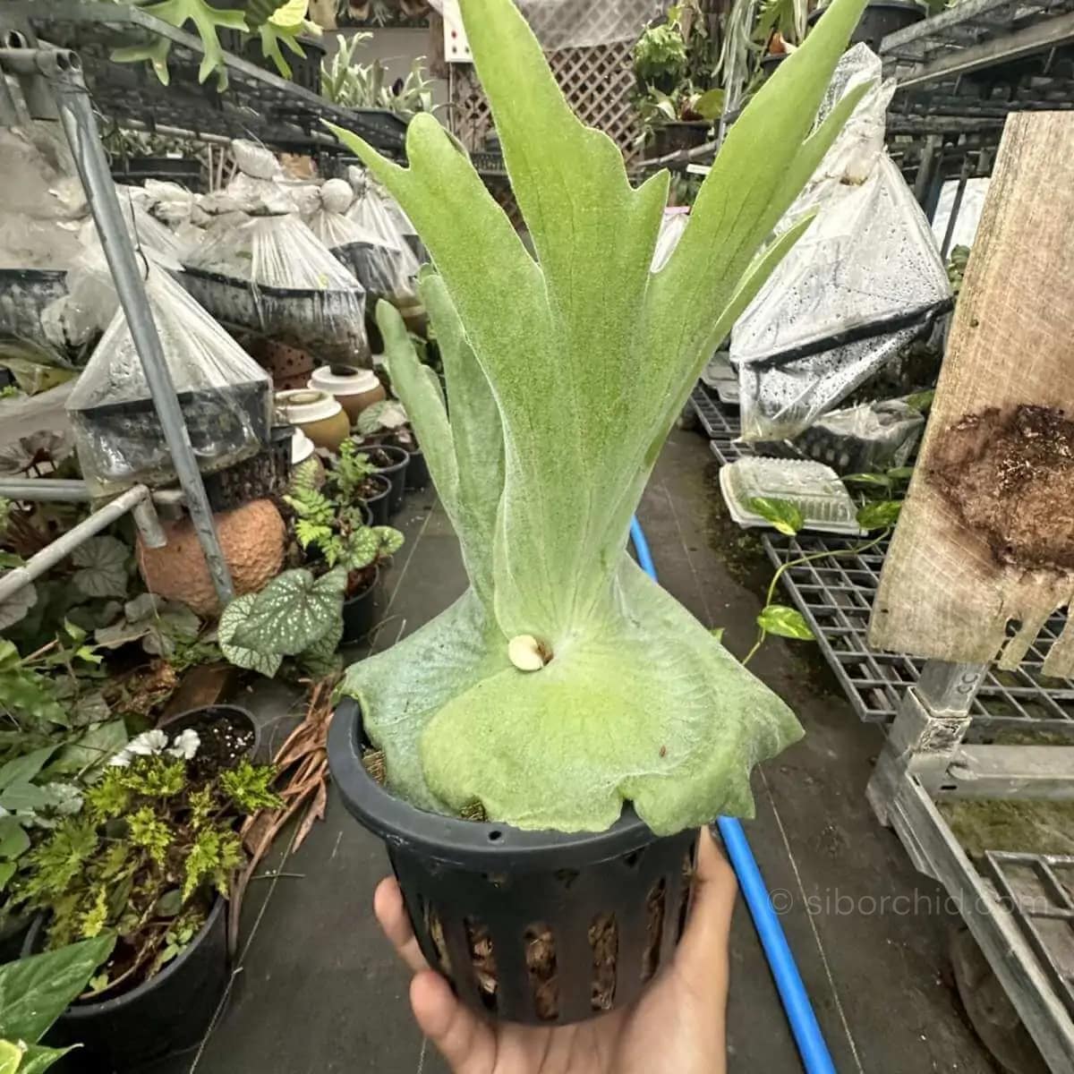 Platycerium grande - platycerium grande for sale