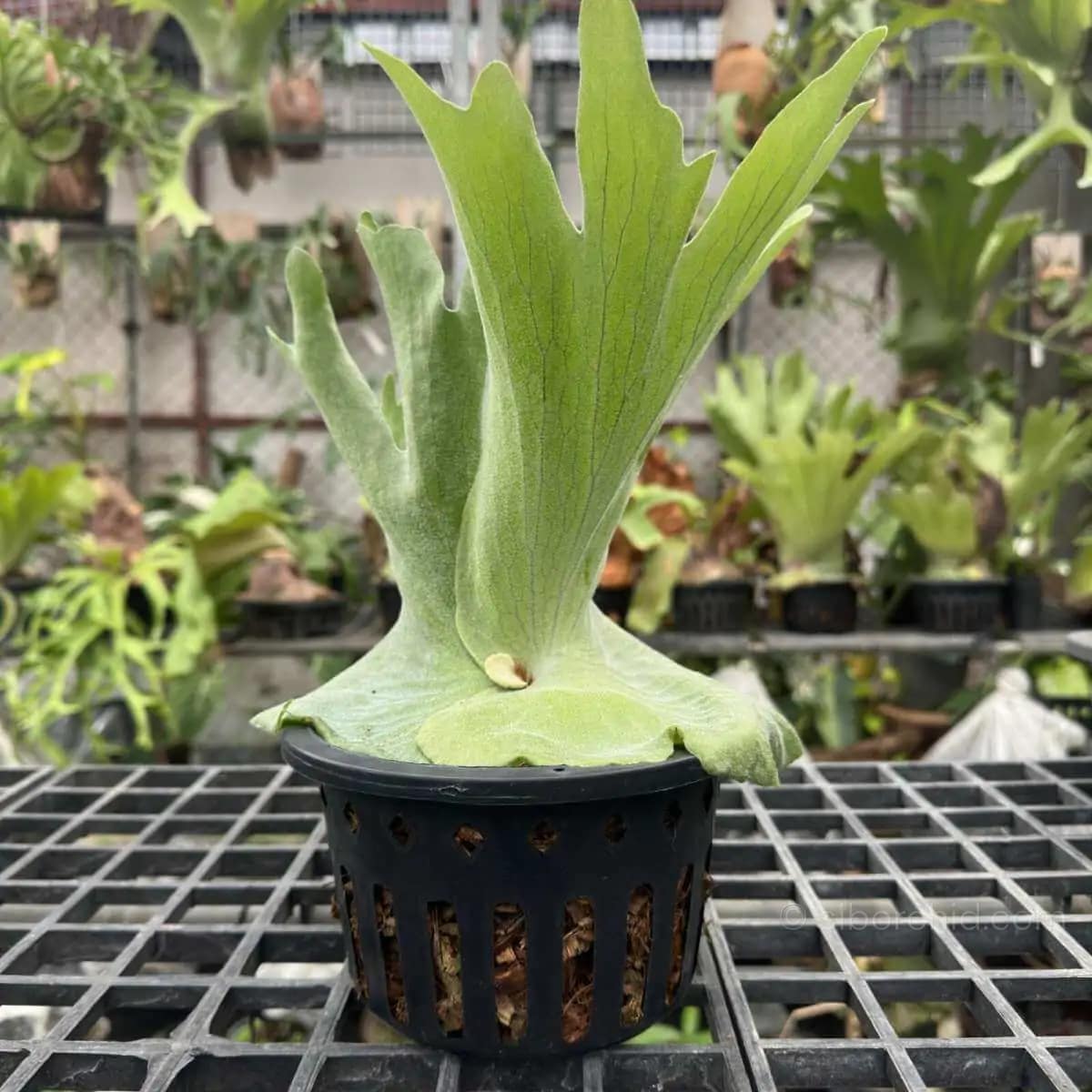 Platycerium grande - platycerium grande for sale