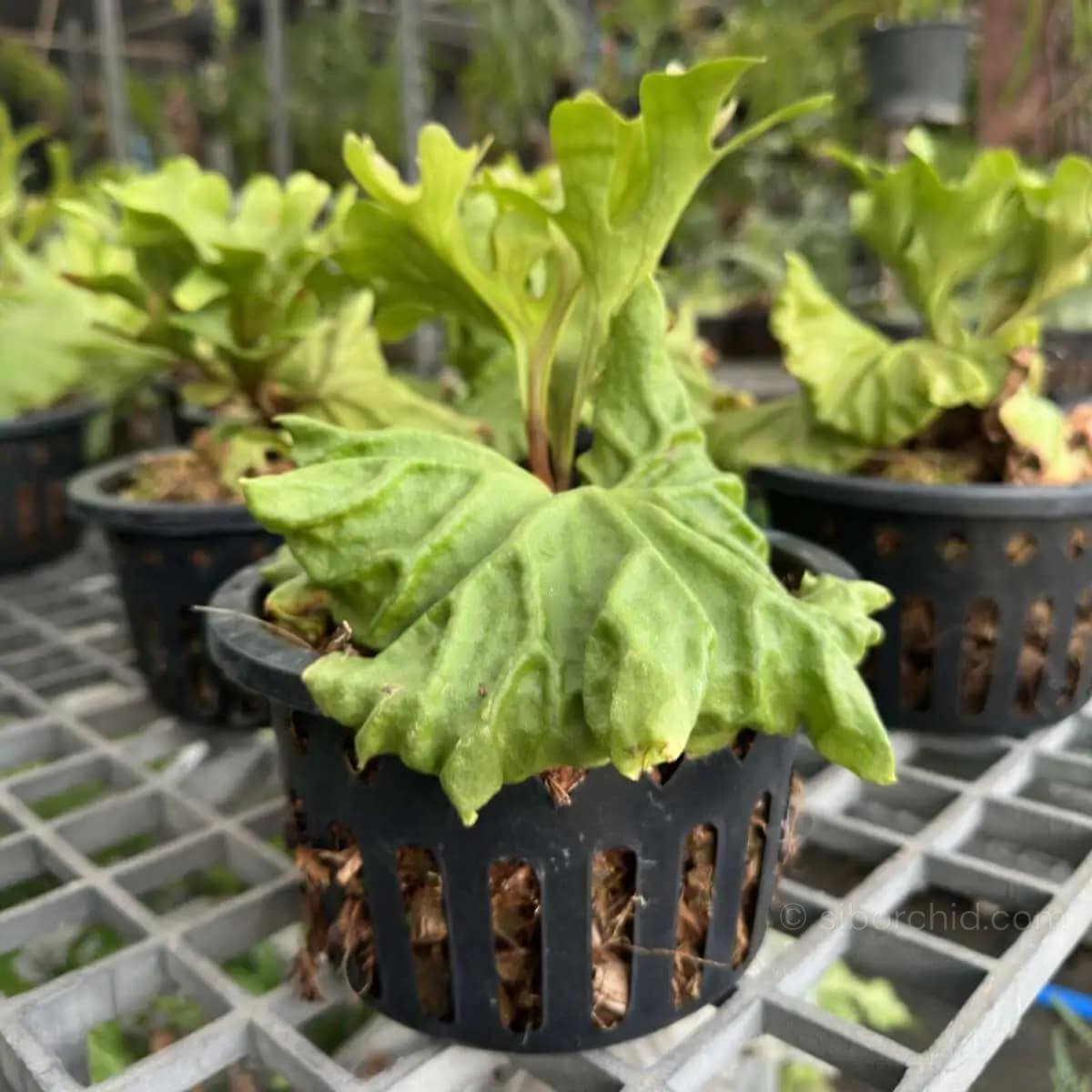 Platycerium Kitshakood Hybrid - Image 5