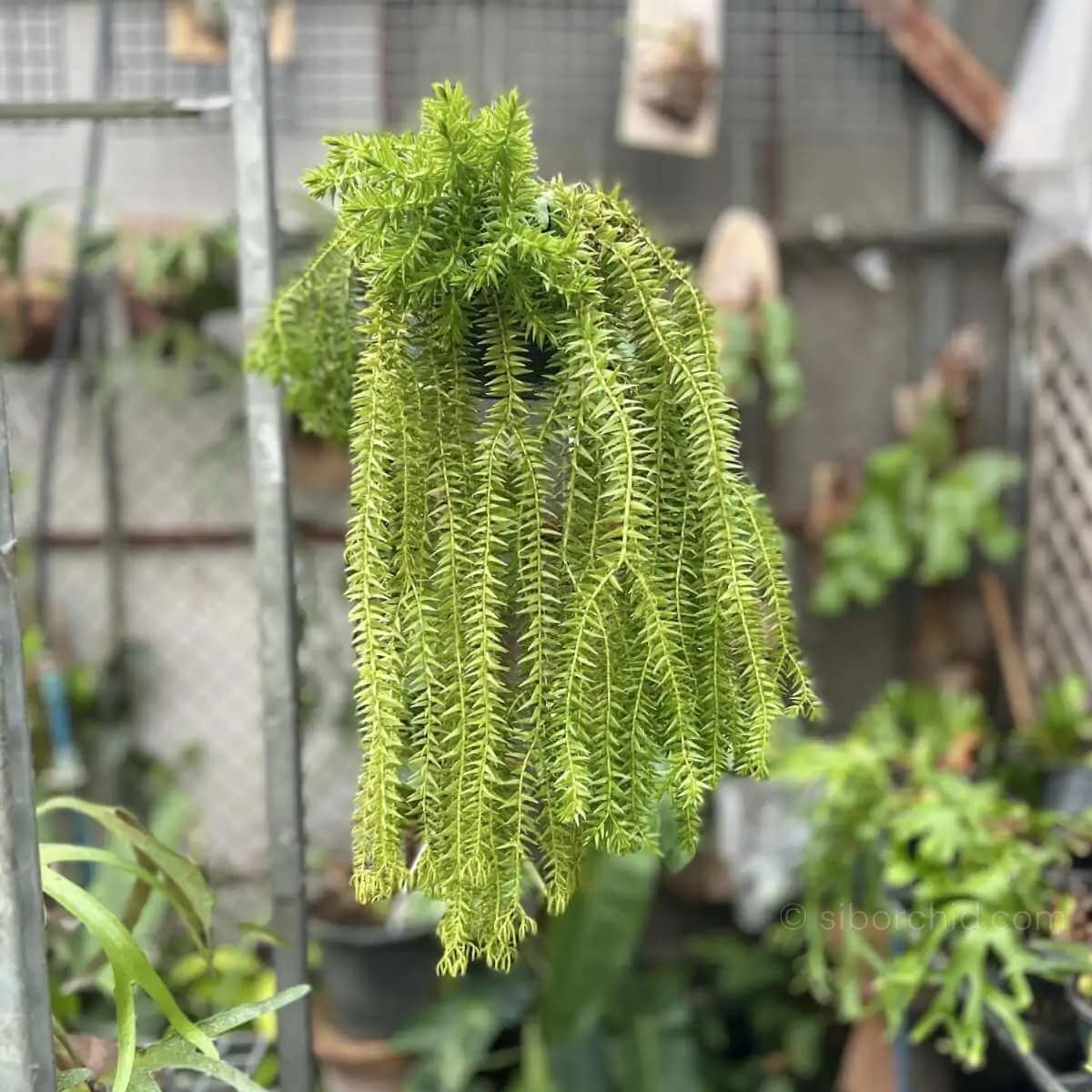 Lycopodium squarrosum - Image 2