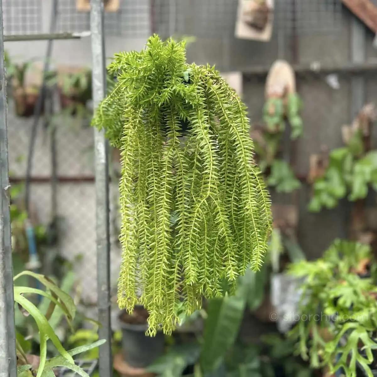 Lycopodium squarrosum