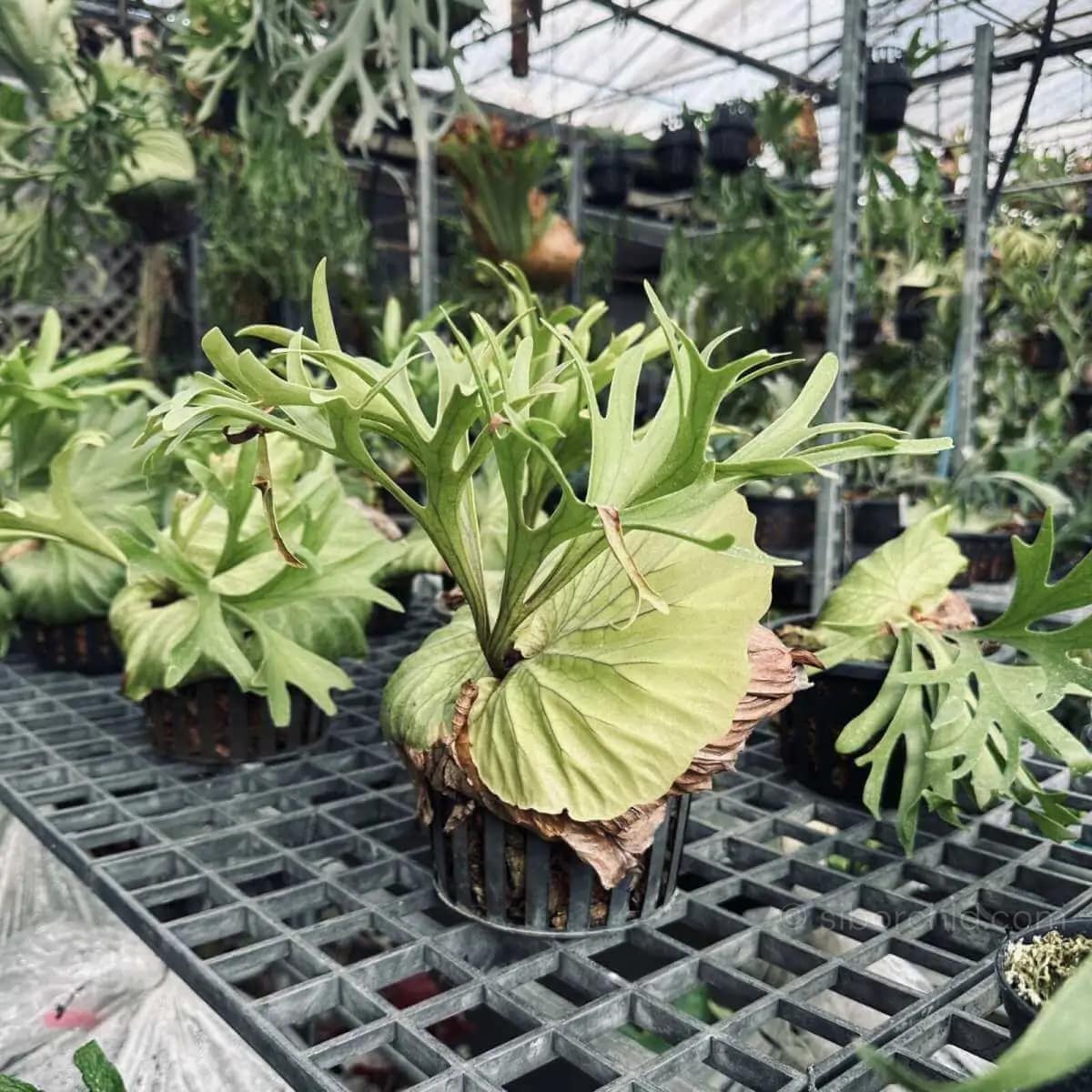 platycerium kitshakood