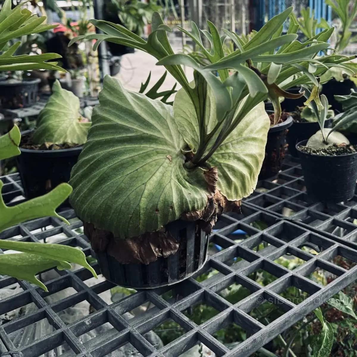 platycerium kitshakood