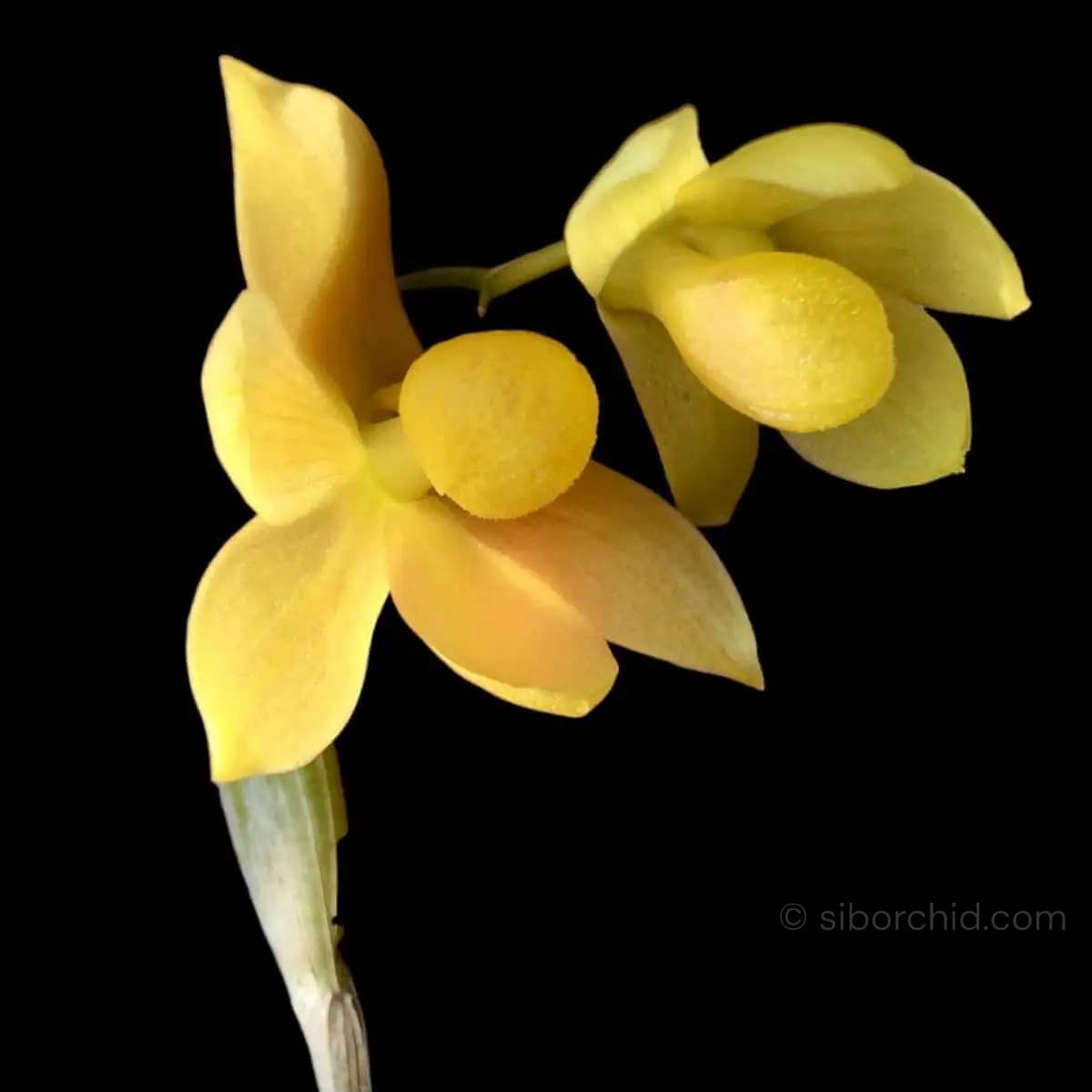 Dendrobium chrysocrepis