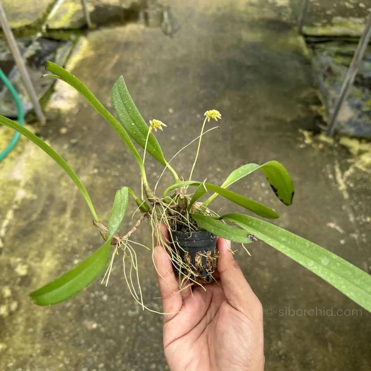 Bulbophyllum auratum Yellow