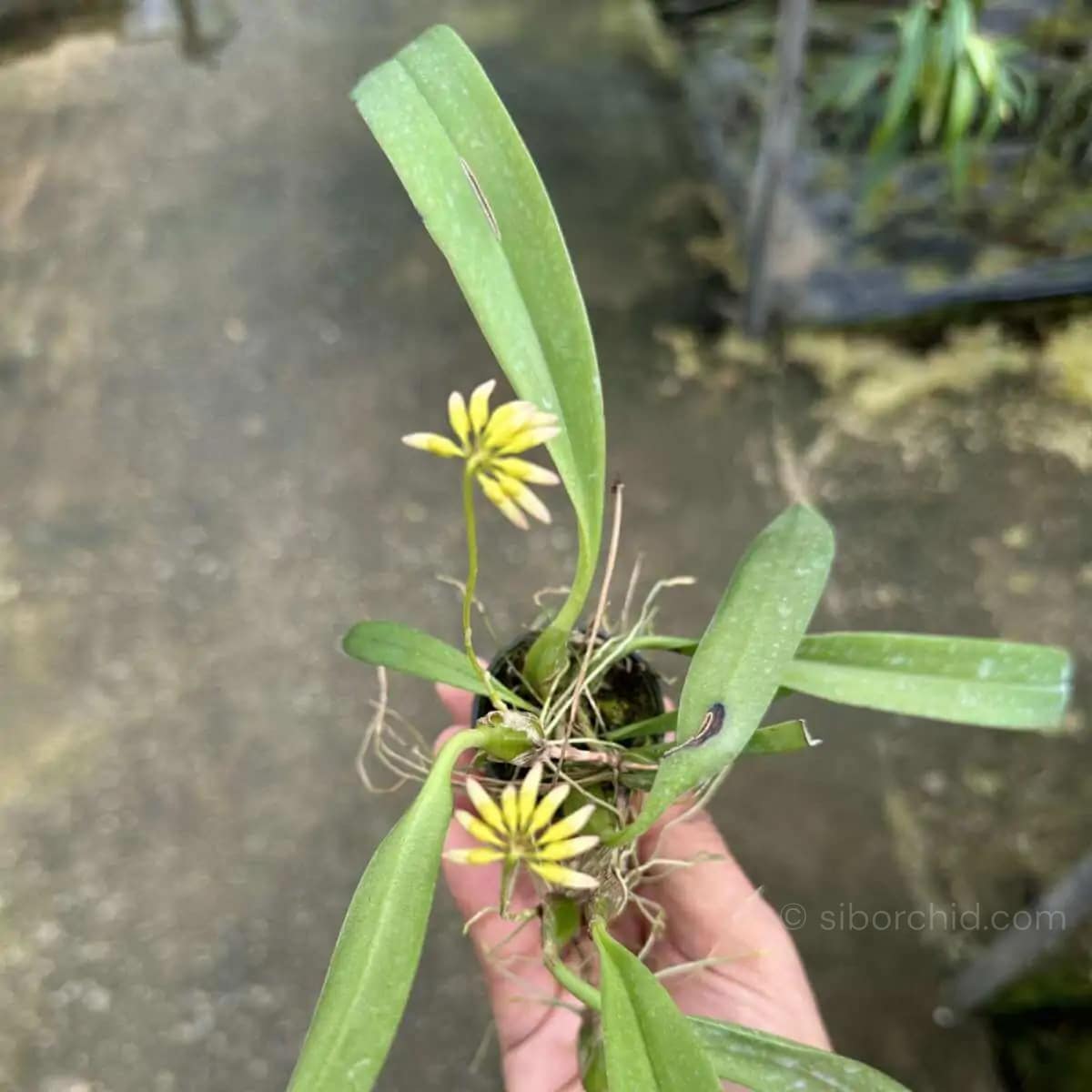 Bulbophyllum auratum Yellow