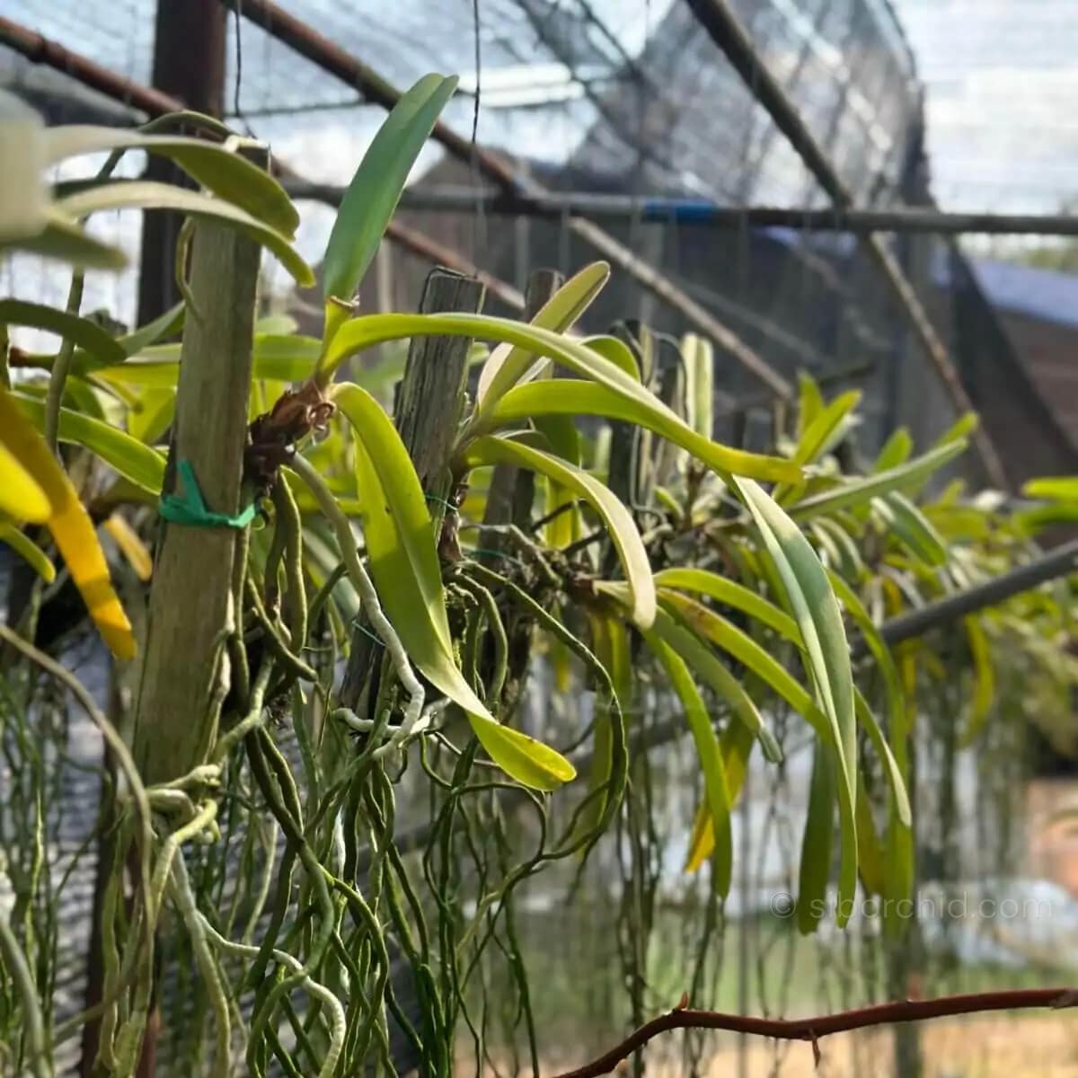 Rhynchostylis retusa - Rhynchostylis retusa