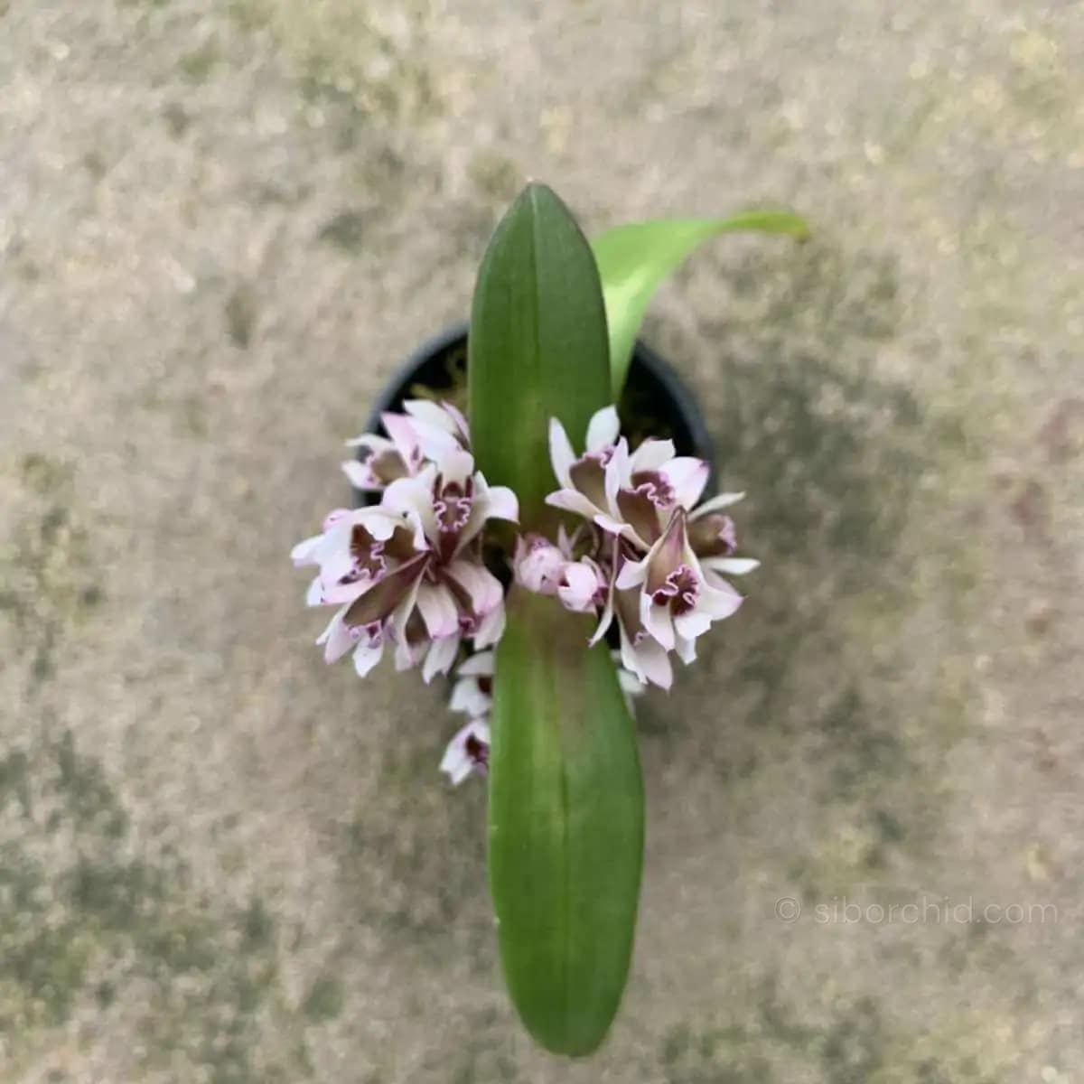 Dendrobium peguanum - Dendrobium peguanum