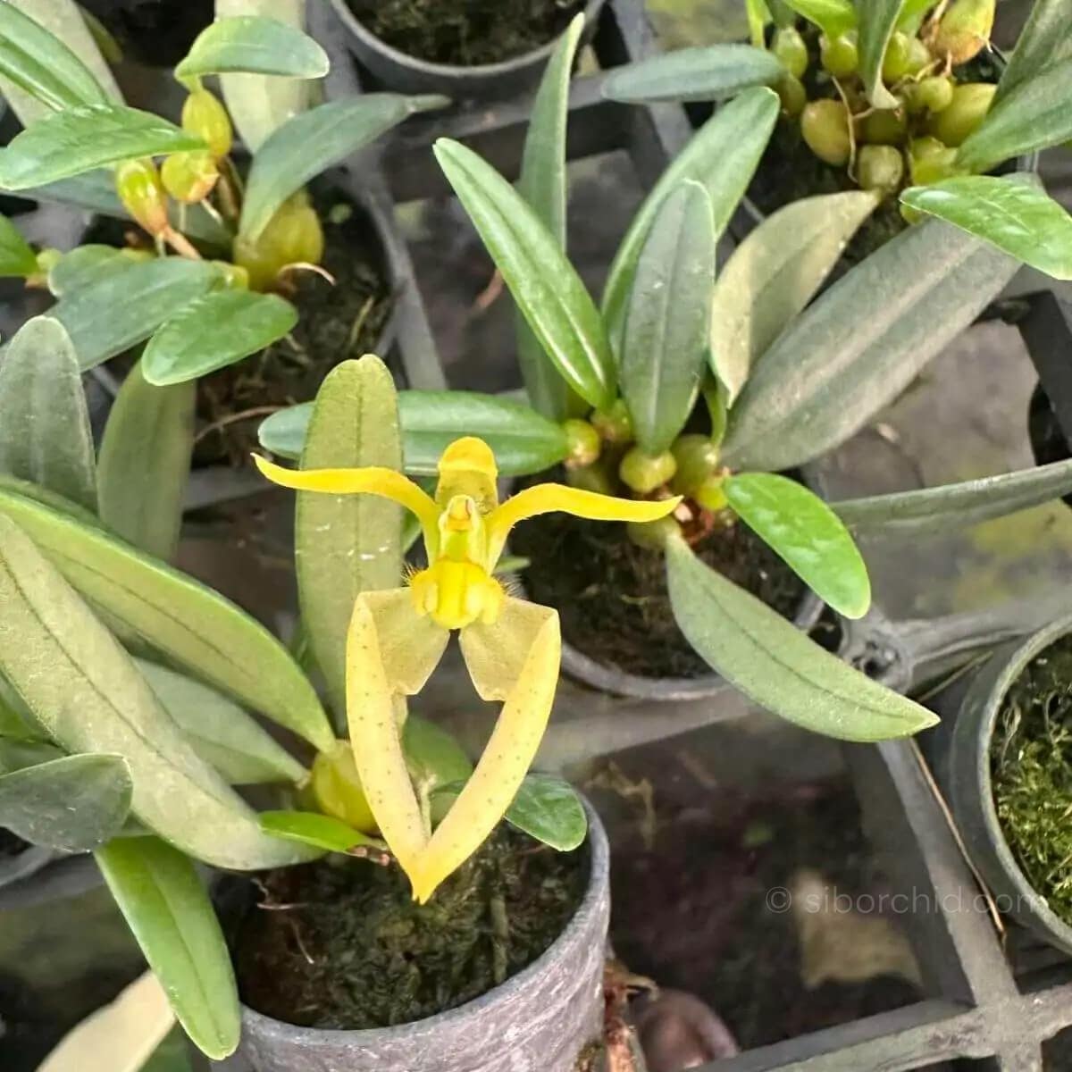 Bulbophyllum lasiochilum alba