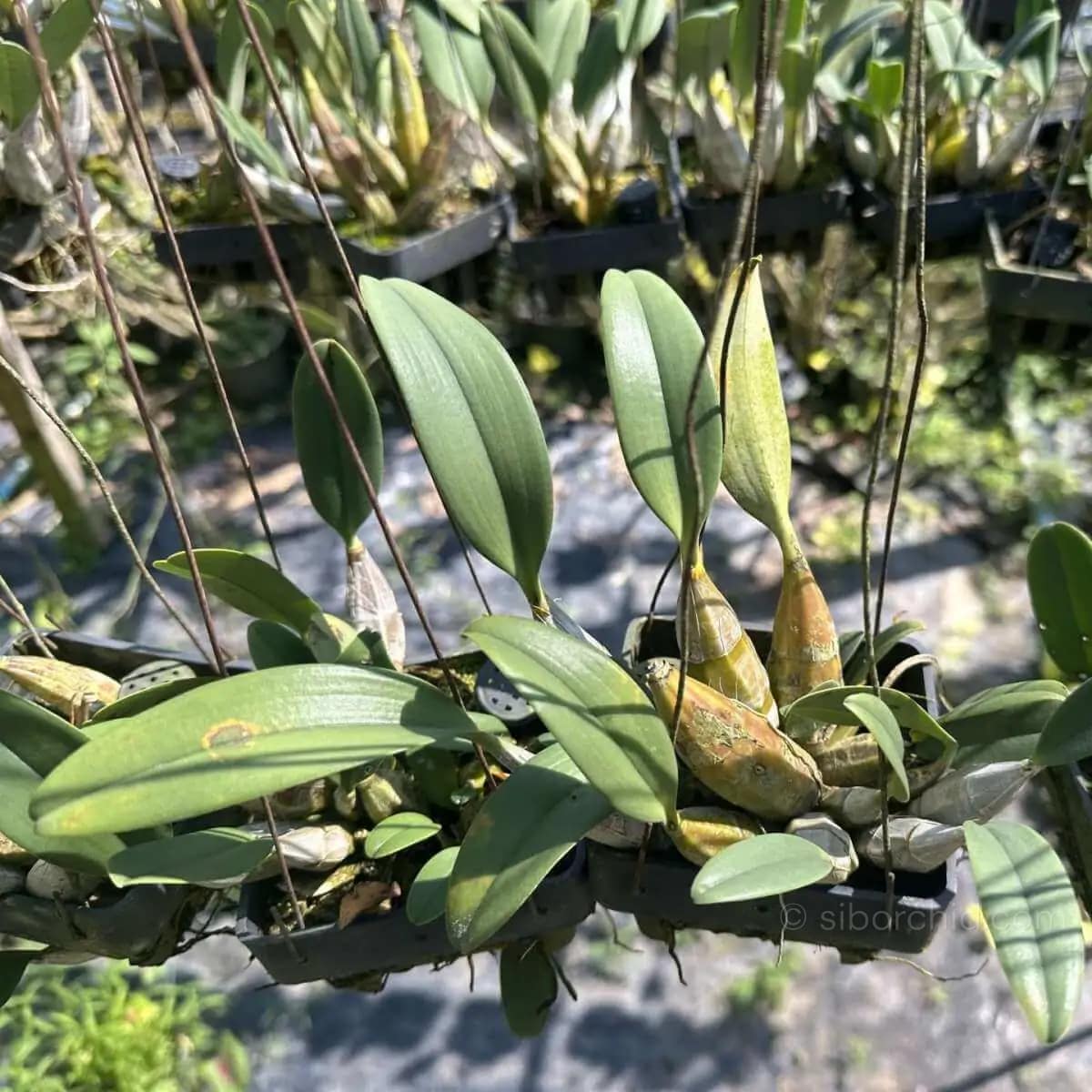Dendrobium lindleyi (Blooming Size) - dendrobium lindleyi for sale