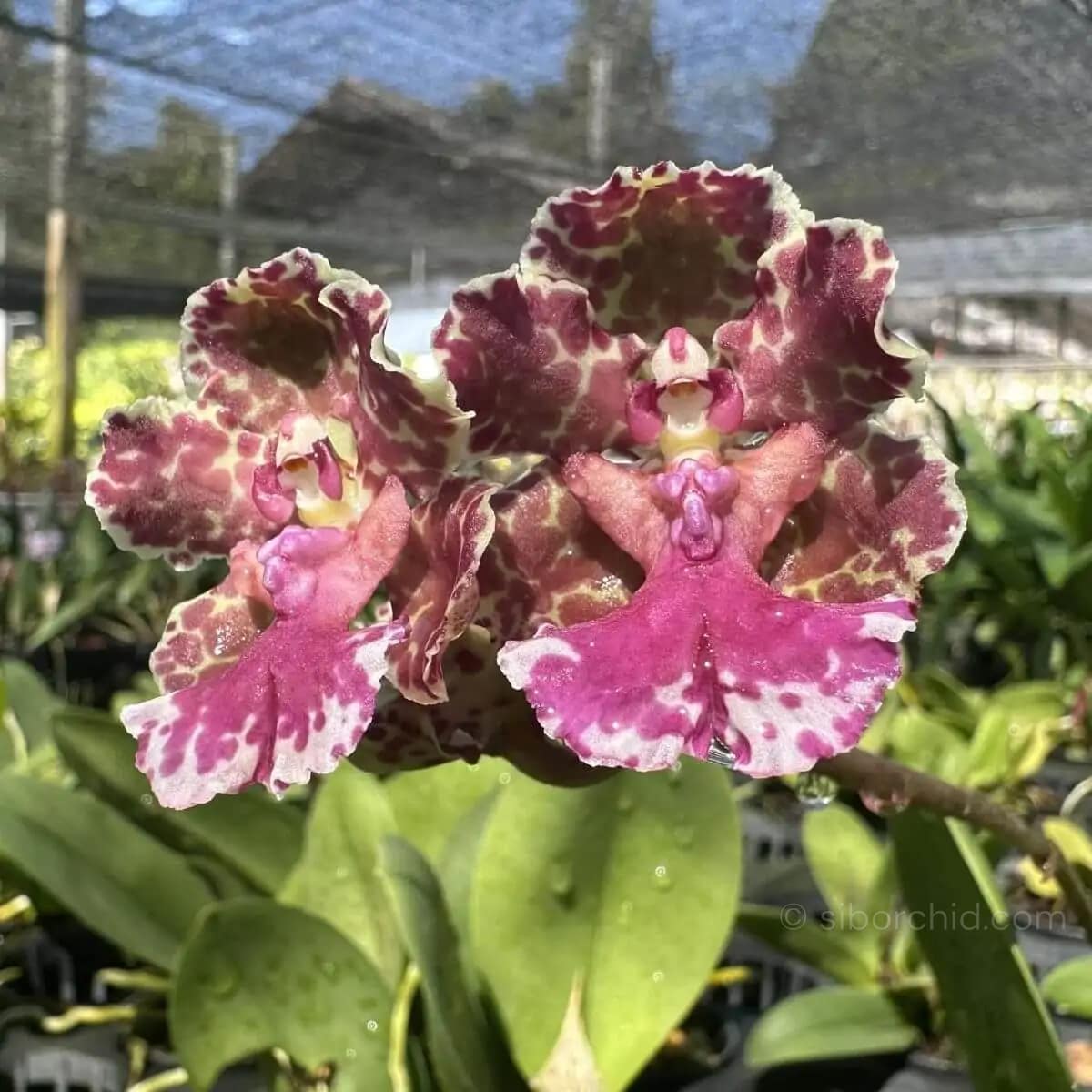 Trichocentrum Ollie Palmer Hybrid (Small Size) - Trichocentrum Ollie Palmer Oncidium Trichocentrum hybrid