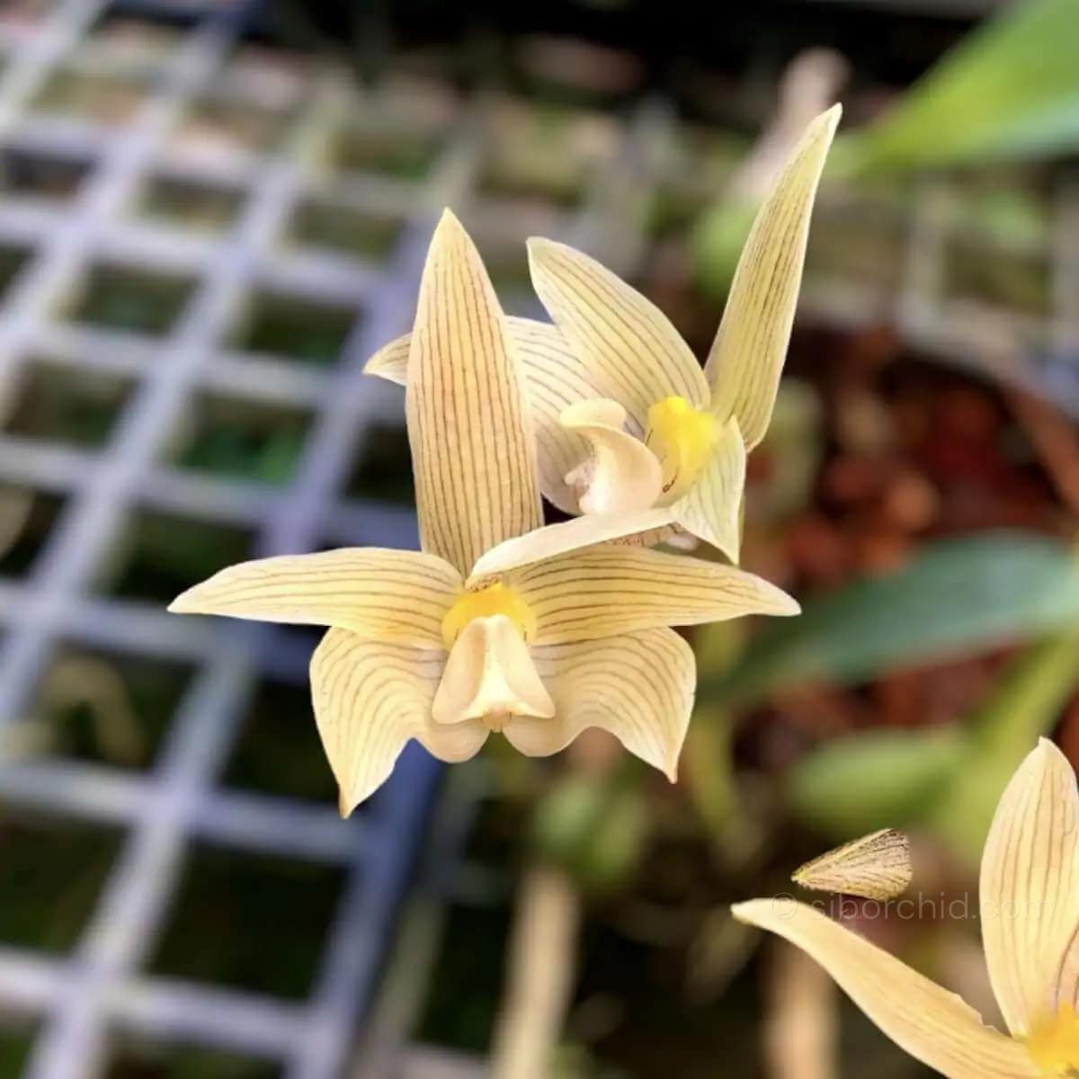 Bulbophyllum siamensis - Thai orchid siborchid Bulbophyllum siamensis