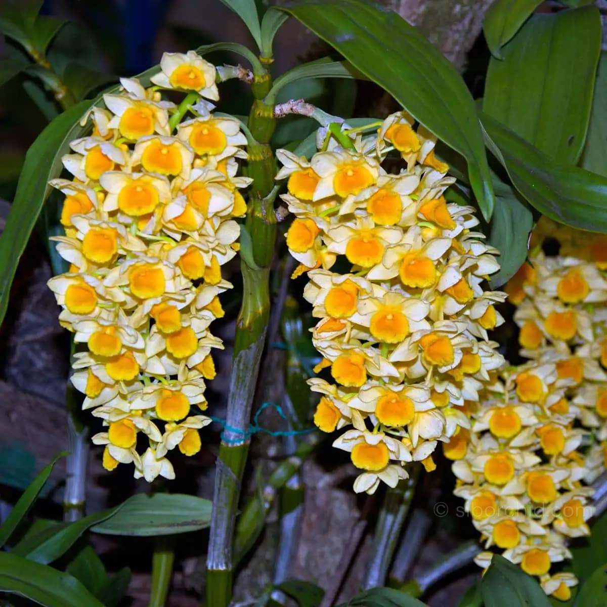 Dendrobium densiflorum (Full Size) - Dendrobium densiflorum