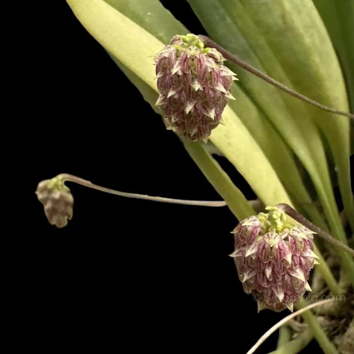 Bulbophyllum repens - bulbophyllum repens