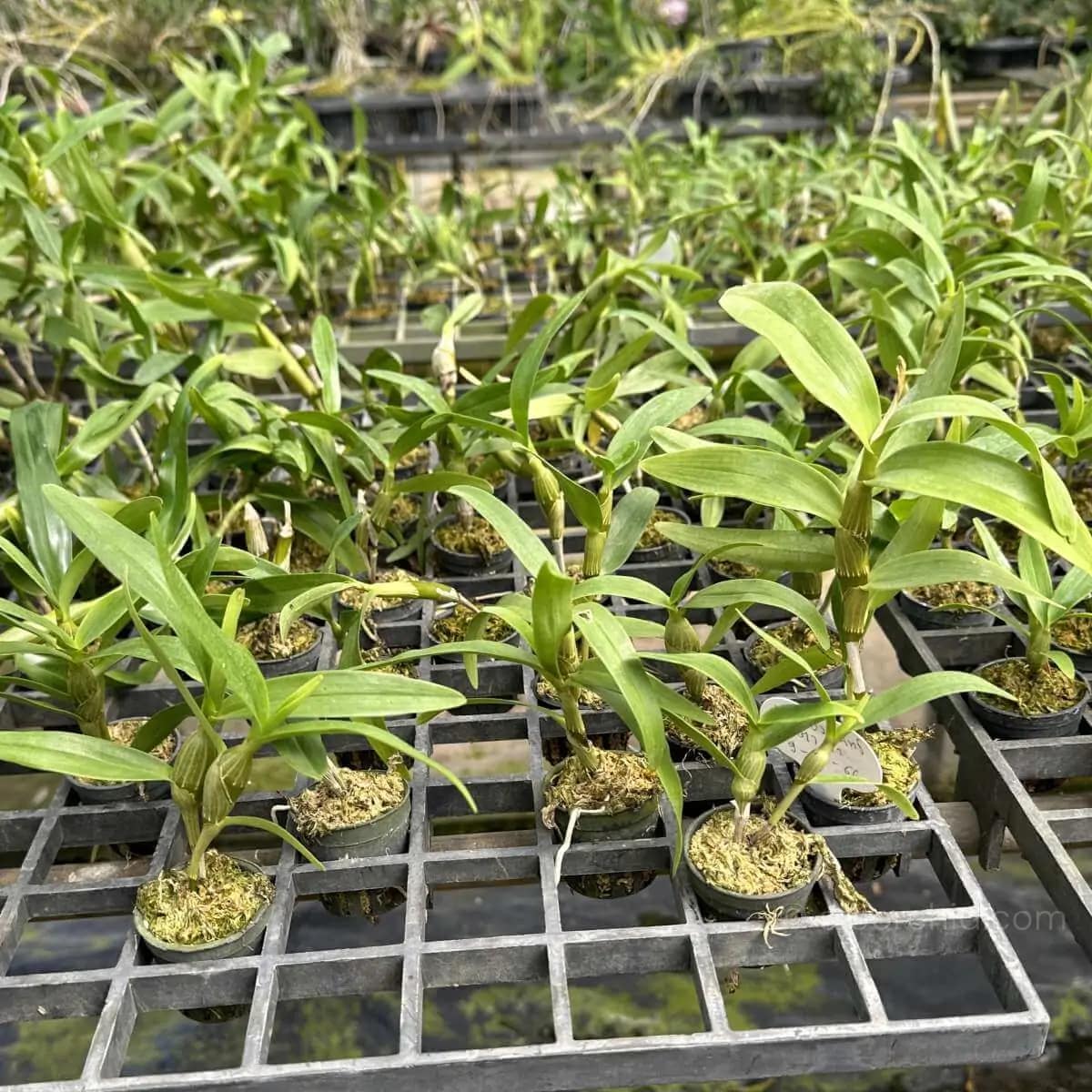 Dendrobium friedericksianum - Dendrobium friedericksianum - Image 4