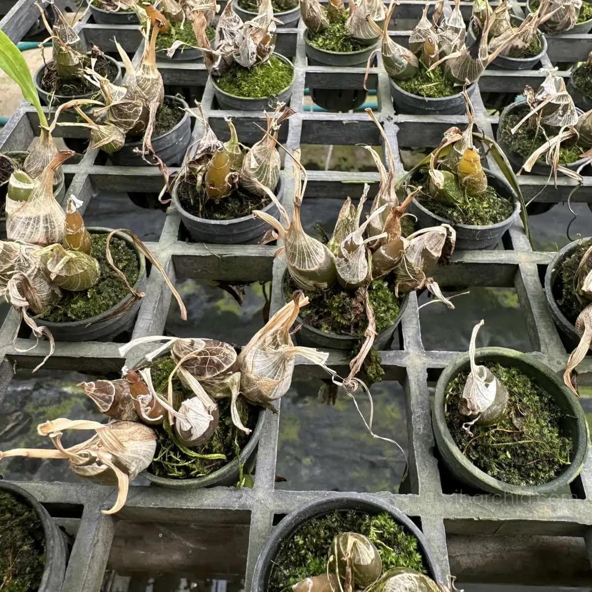 Eulophia andamanensis - Eulophia andamanensis