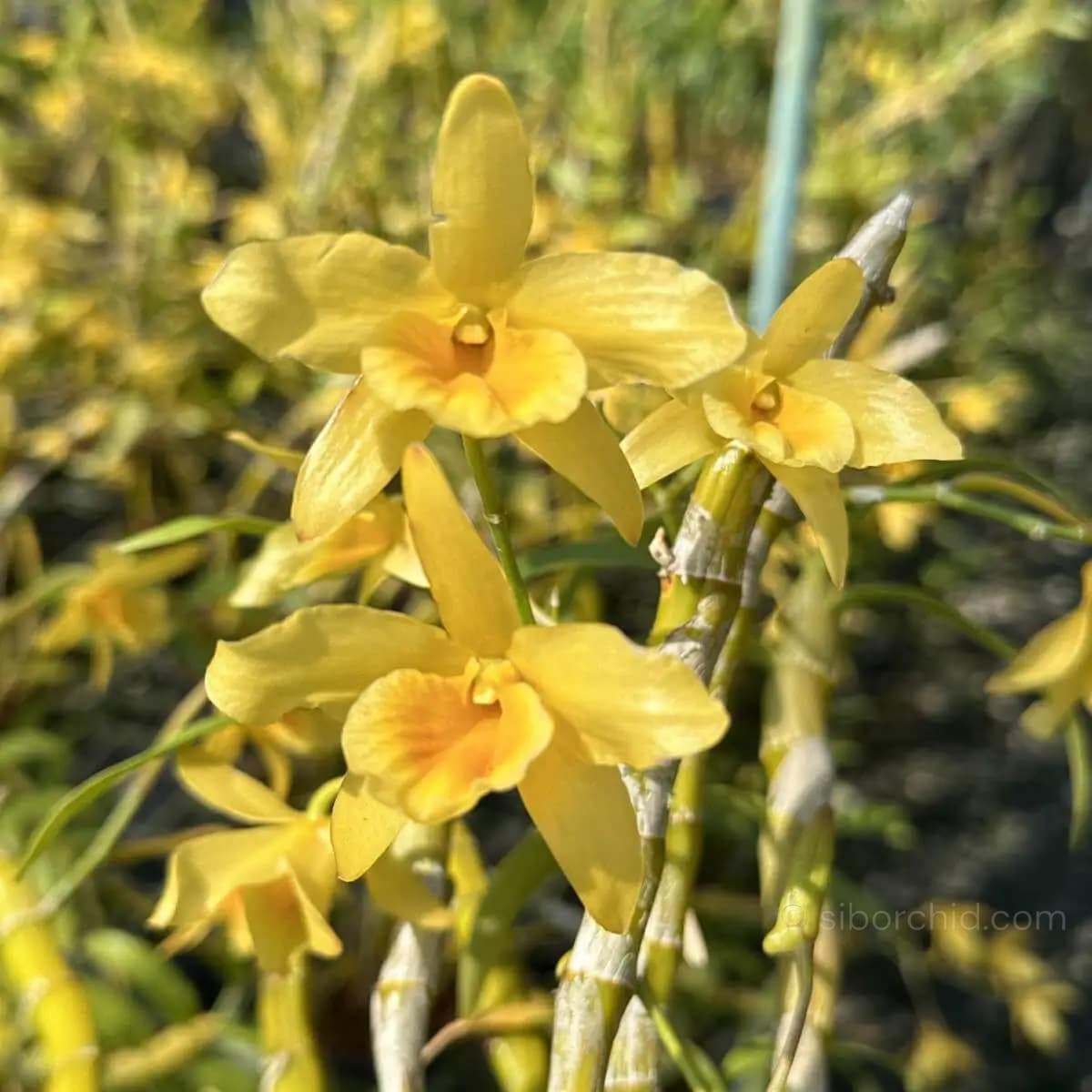 Dendrobium friedericksianum - Dendrobium friedericksianum - Image 2