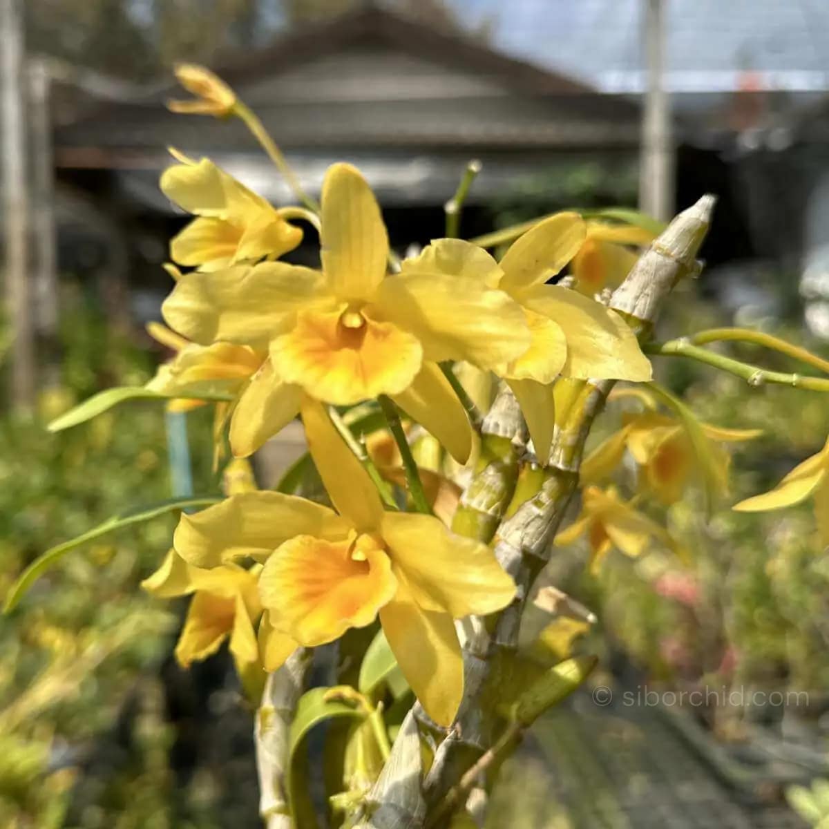 Dendrobium friedericksianum - Dendrobium friedericksianum