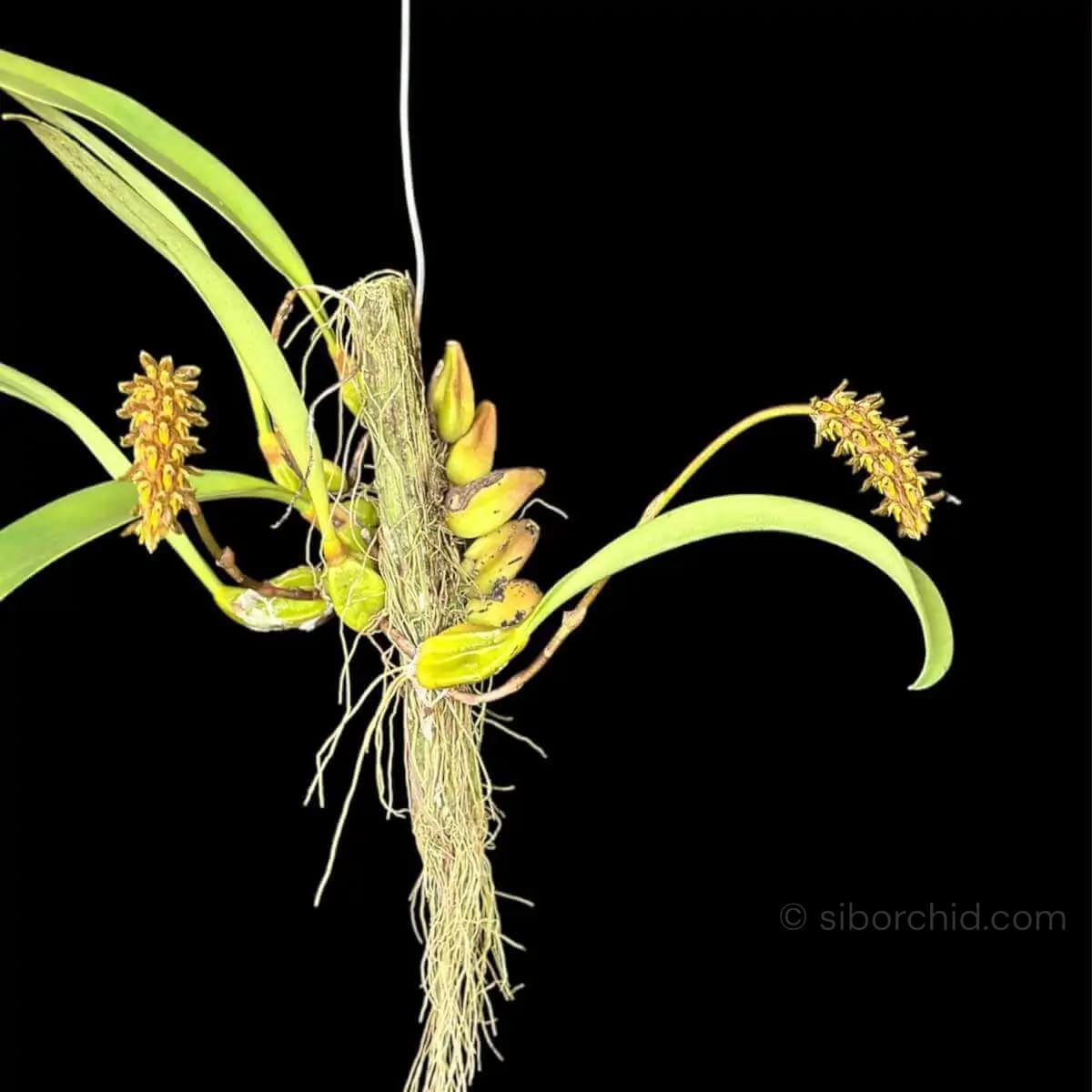 Bulbophyllum crassipes - Bulbophyllum crassipes - Image 4