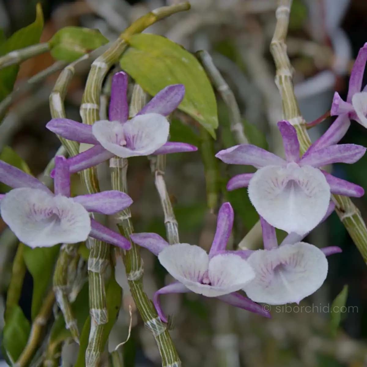 Dendrobium primulinum