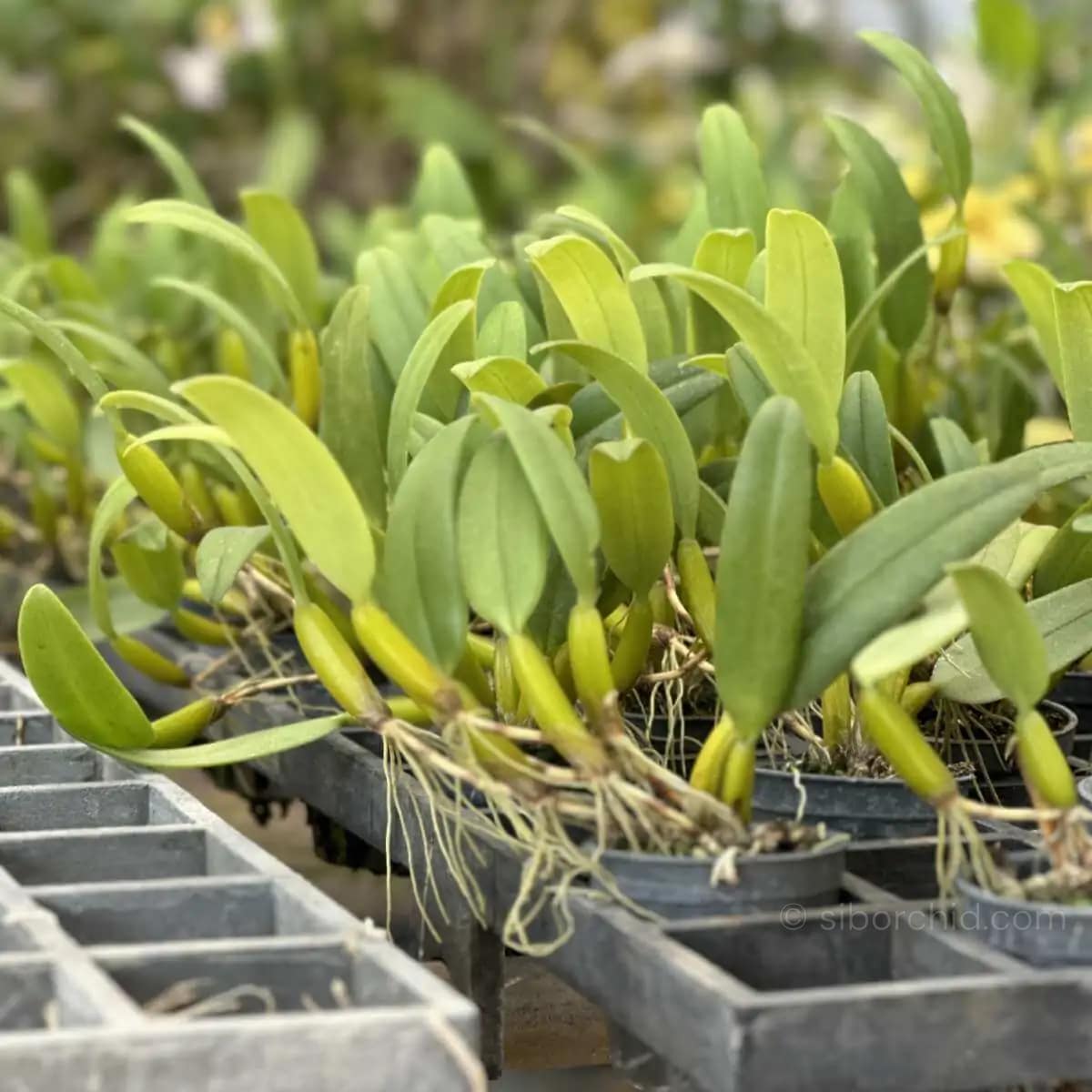 Bulbophyllum odoratissimum - Bulbophyllum odoratissimum