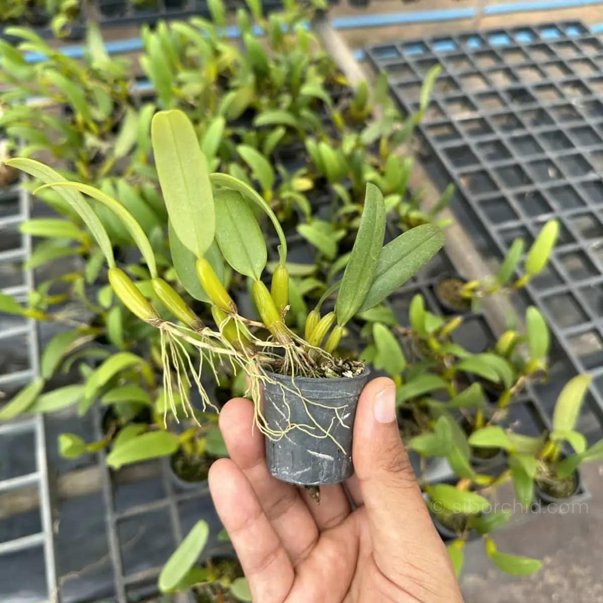 Bulbophyllum odoratissimum - Bulbophyllum odoratissimum