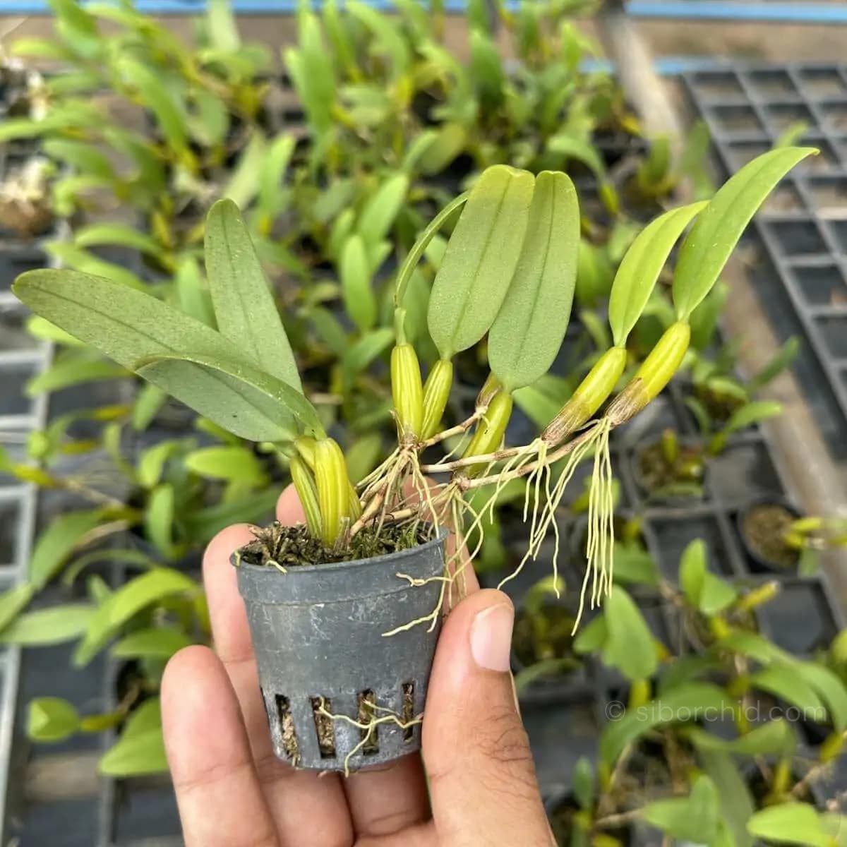 Bulbophyllum odoratissimum - Bulbophyllum odoratissimum