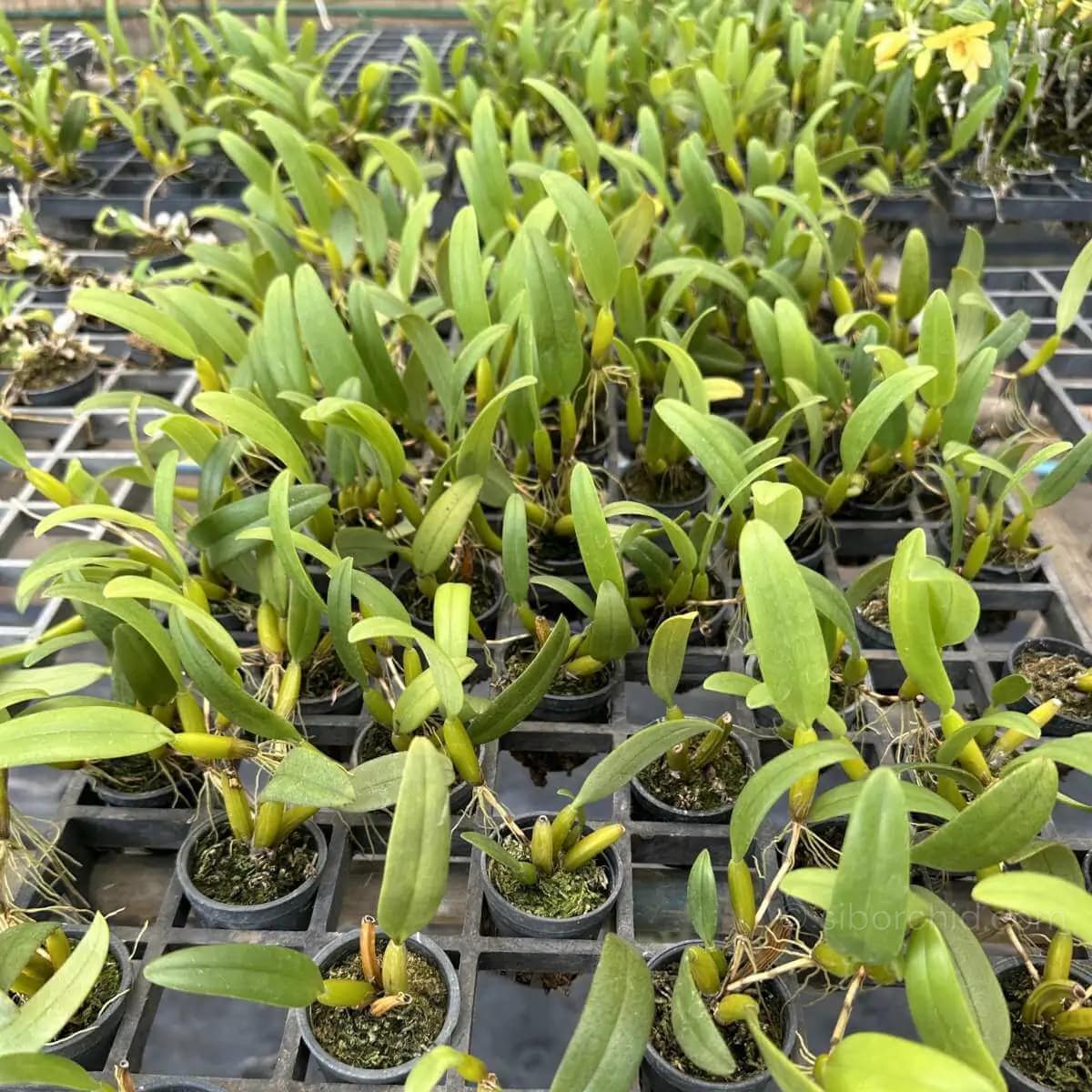 Bulbophyllum odoratissimum - Bulbophyllum odoratissimum